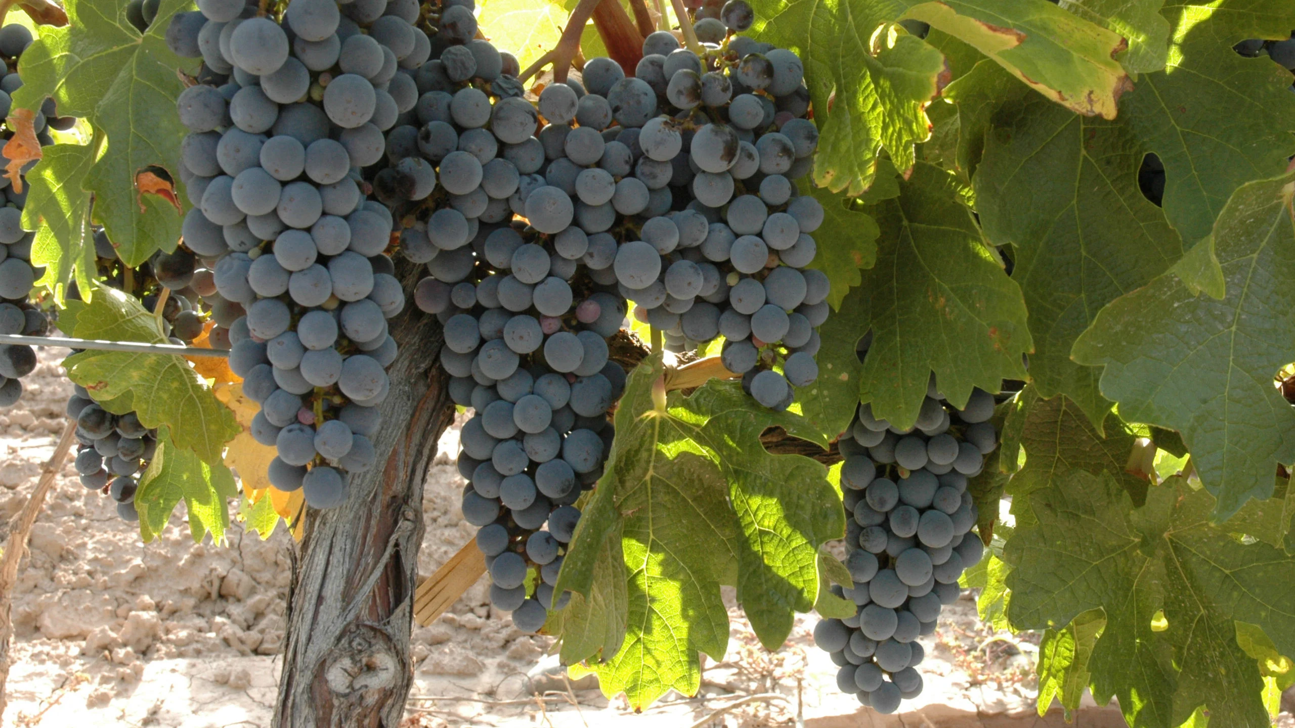 Abril es el mes del Malbec y esto es lo que tienes que saber sobre esta uva