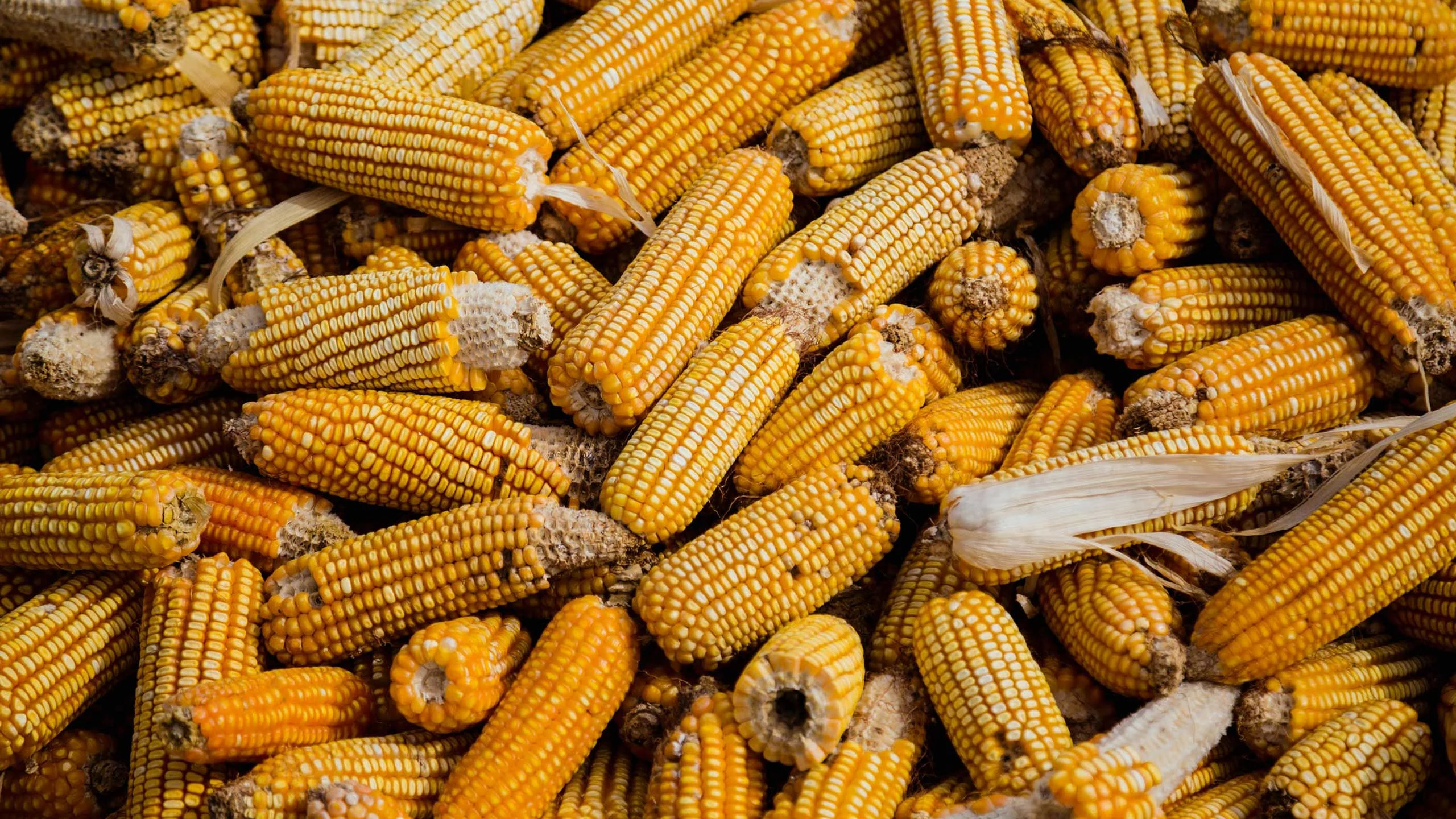 Este Pueblo Mágico produce los elotes más grandes del mundo