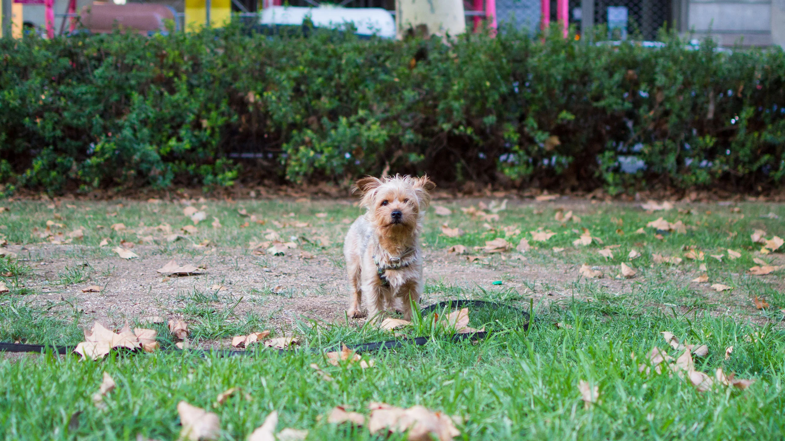Conoce la cerveza artesanal que ayuda a perritos de la calle