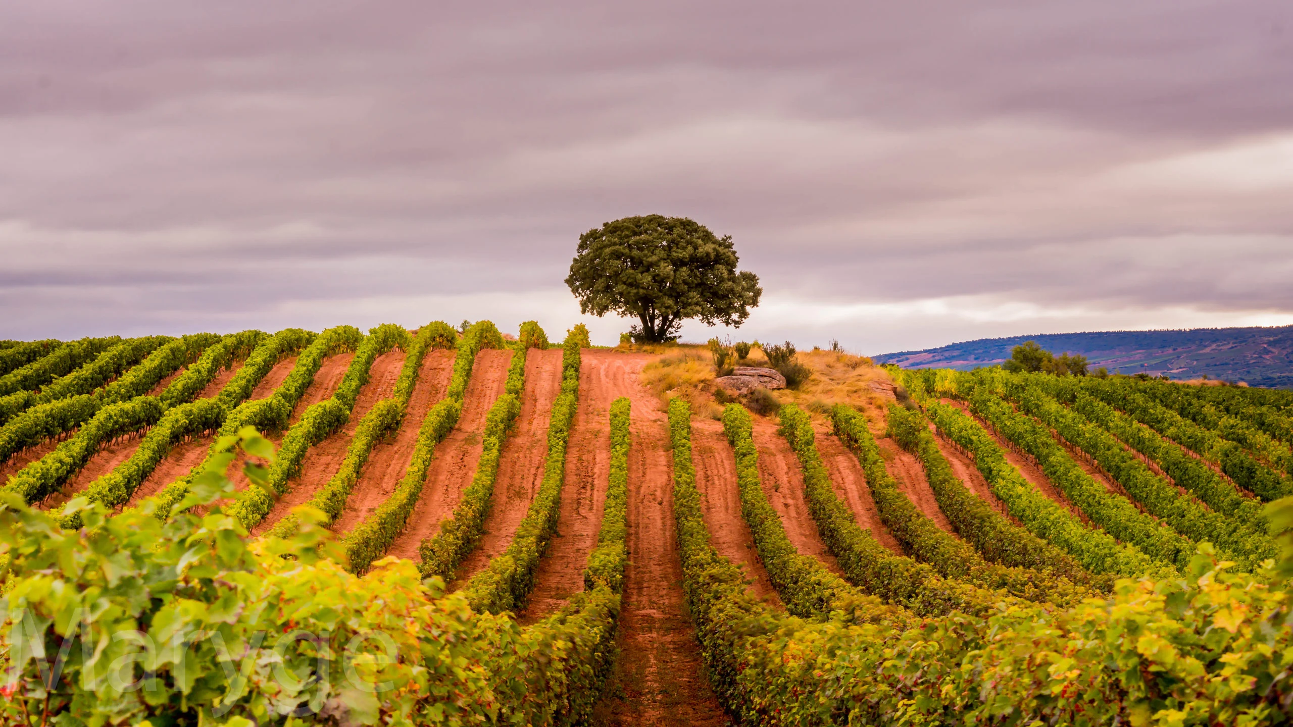 El vino blanco conquista terreno y así responde una bodega con 168 años de historia