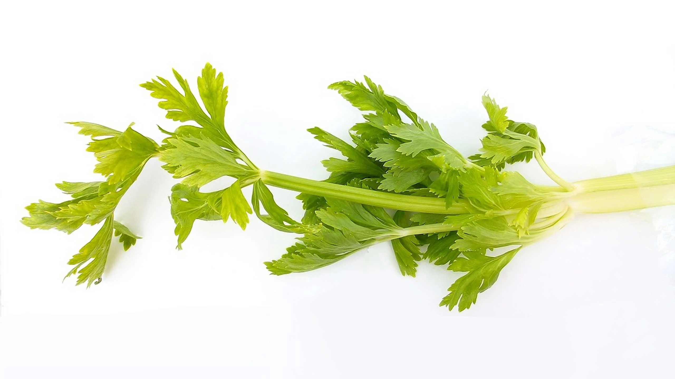 Usos del apio fuera de la ensalada