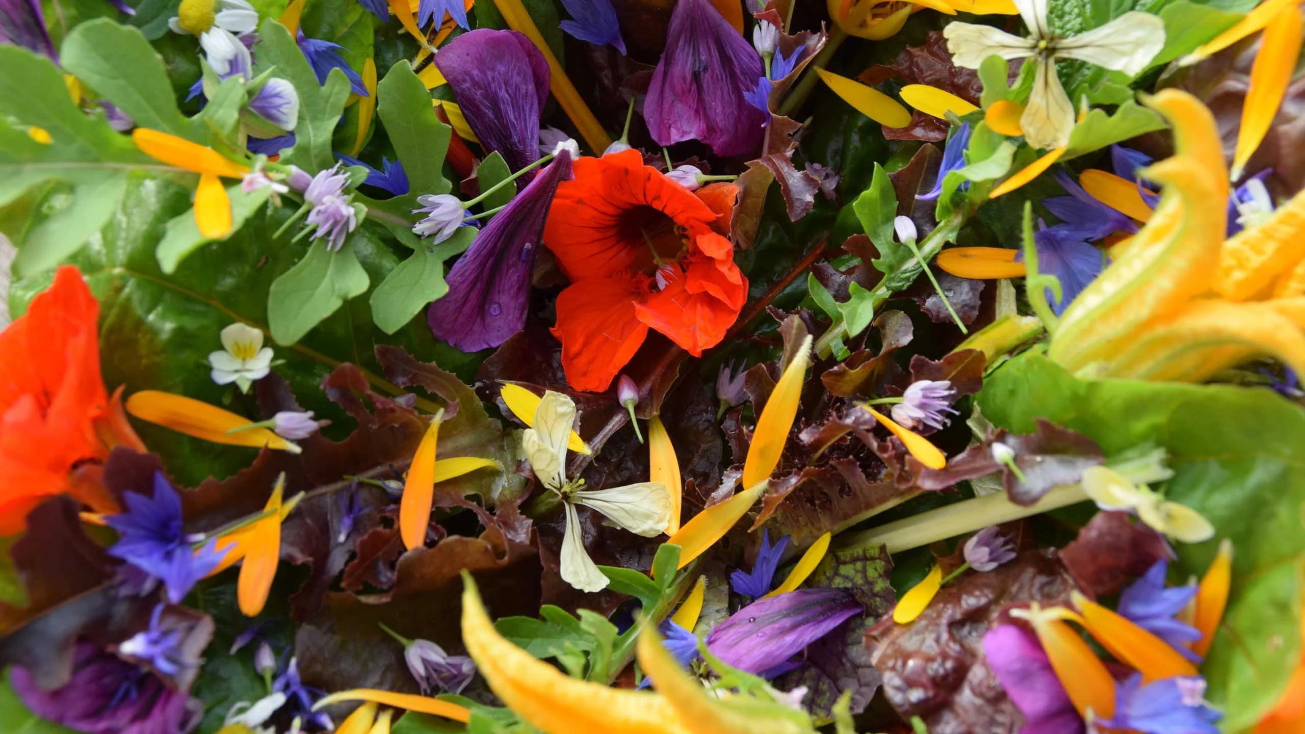 Estas flores comestibles se producen en México