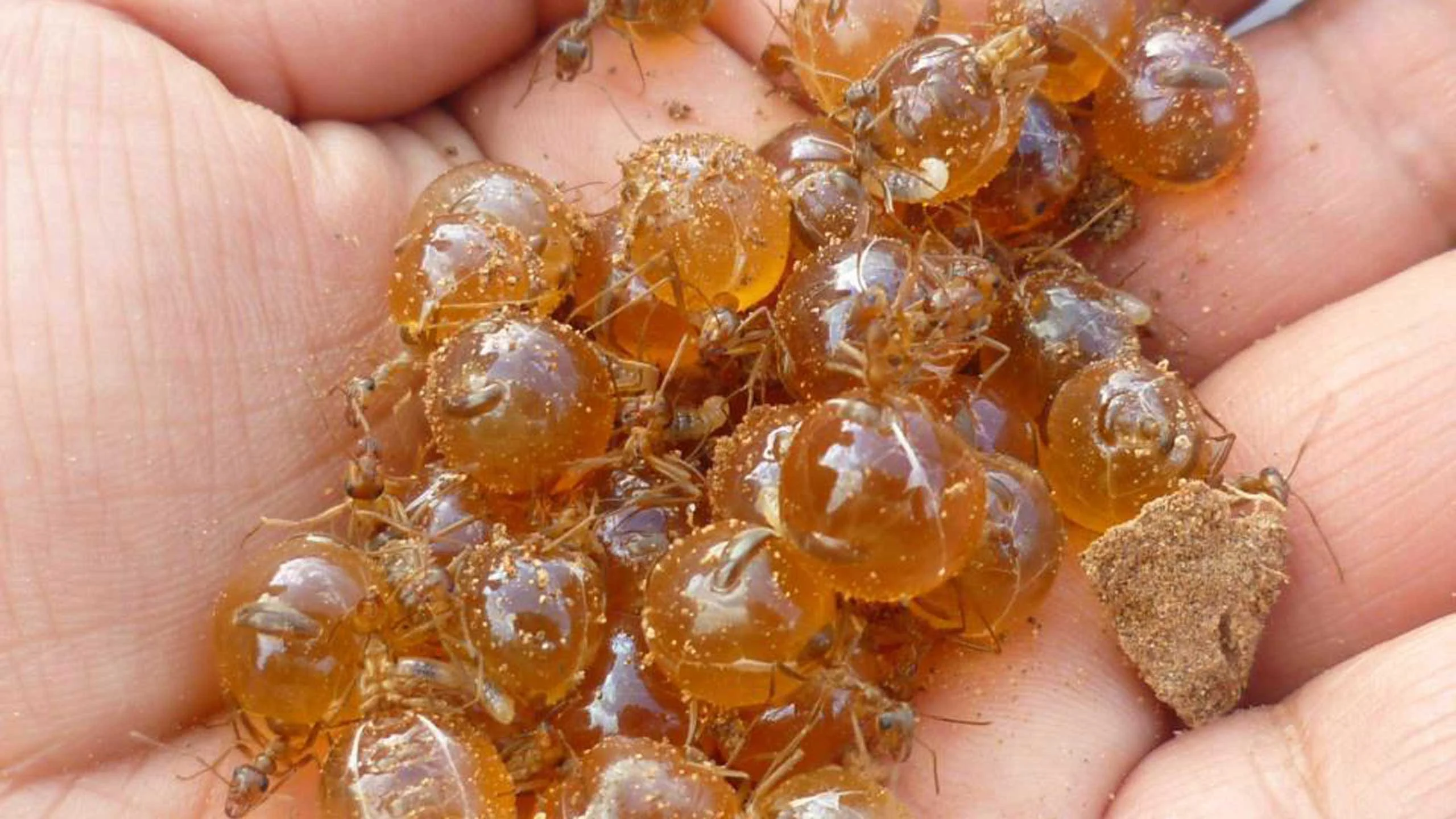 ¿Ya conoces a las hormigas mieleras?