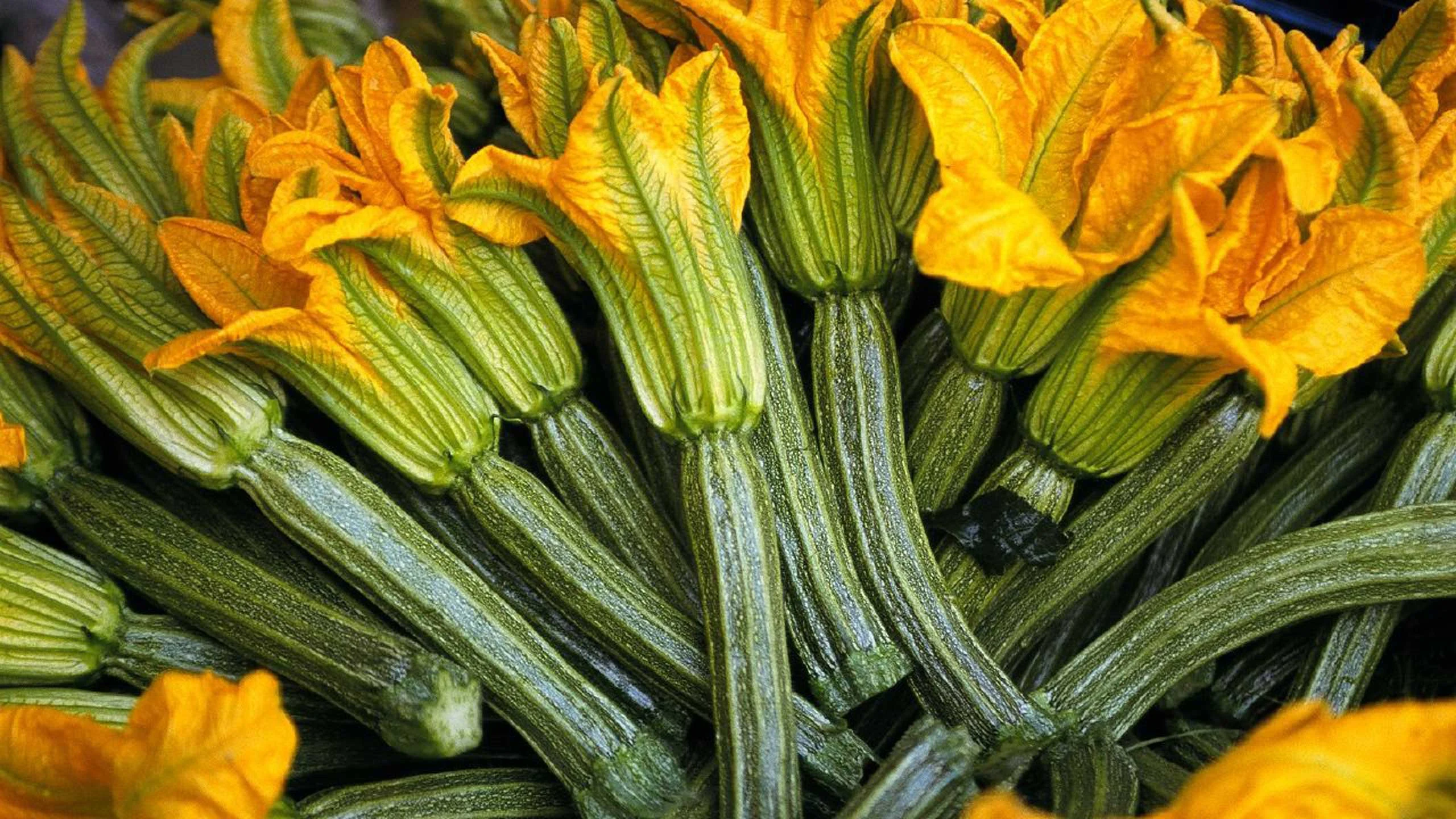5 formas de cocinar flor de calabaza 5 formas de cocinar flor de calabaza