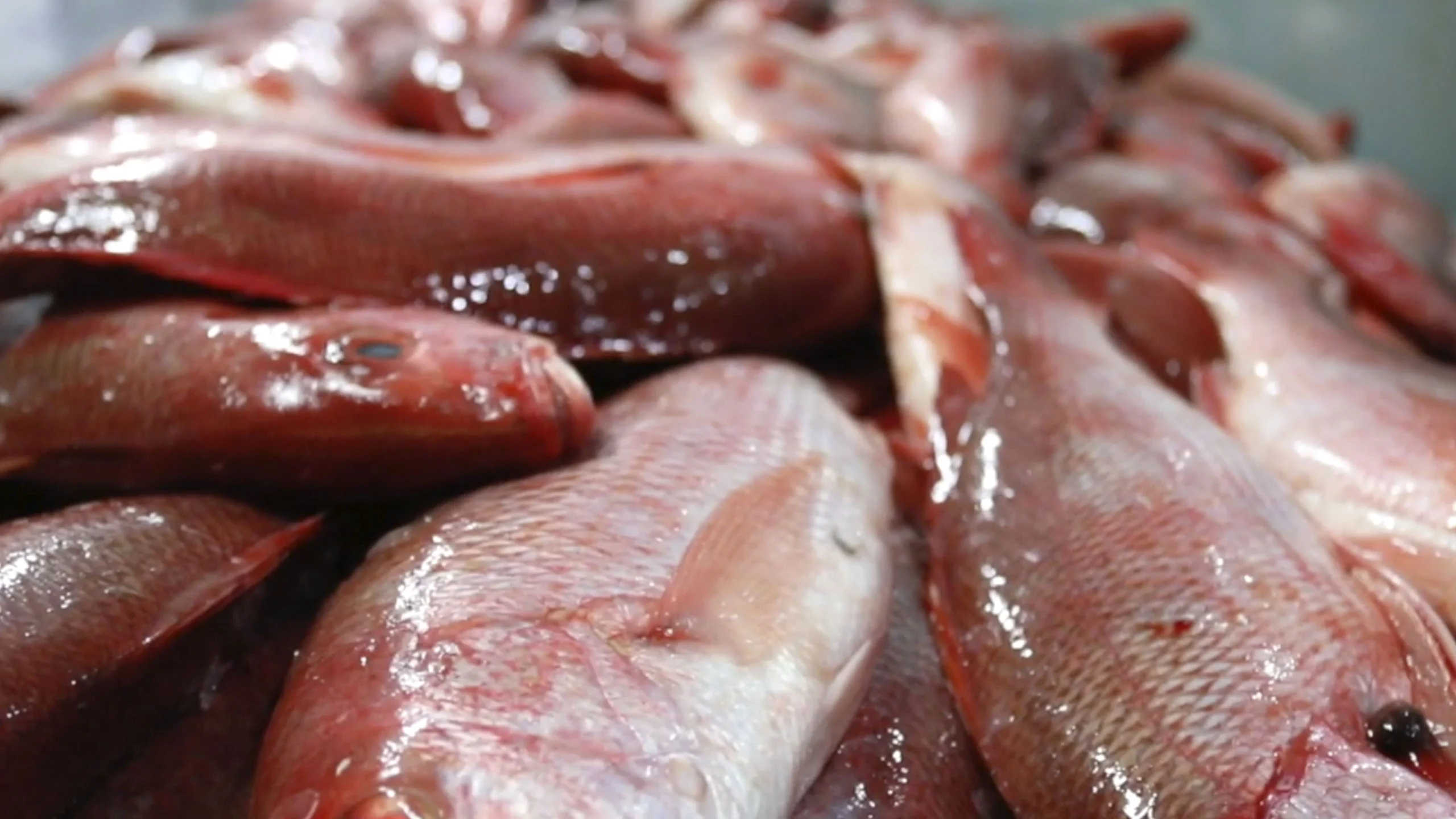 La importancia de la pesca sustentable en México y el mundo La importancia de la pesca sustentable en México y el mundo