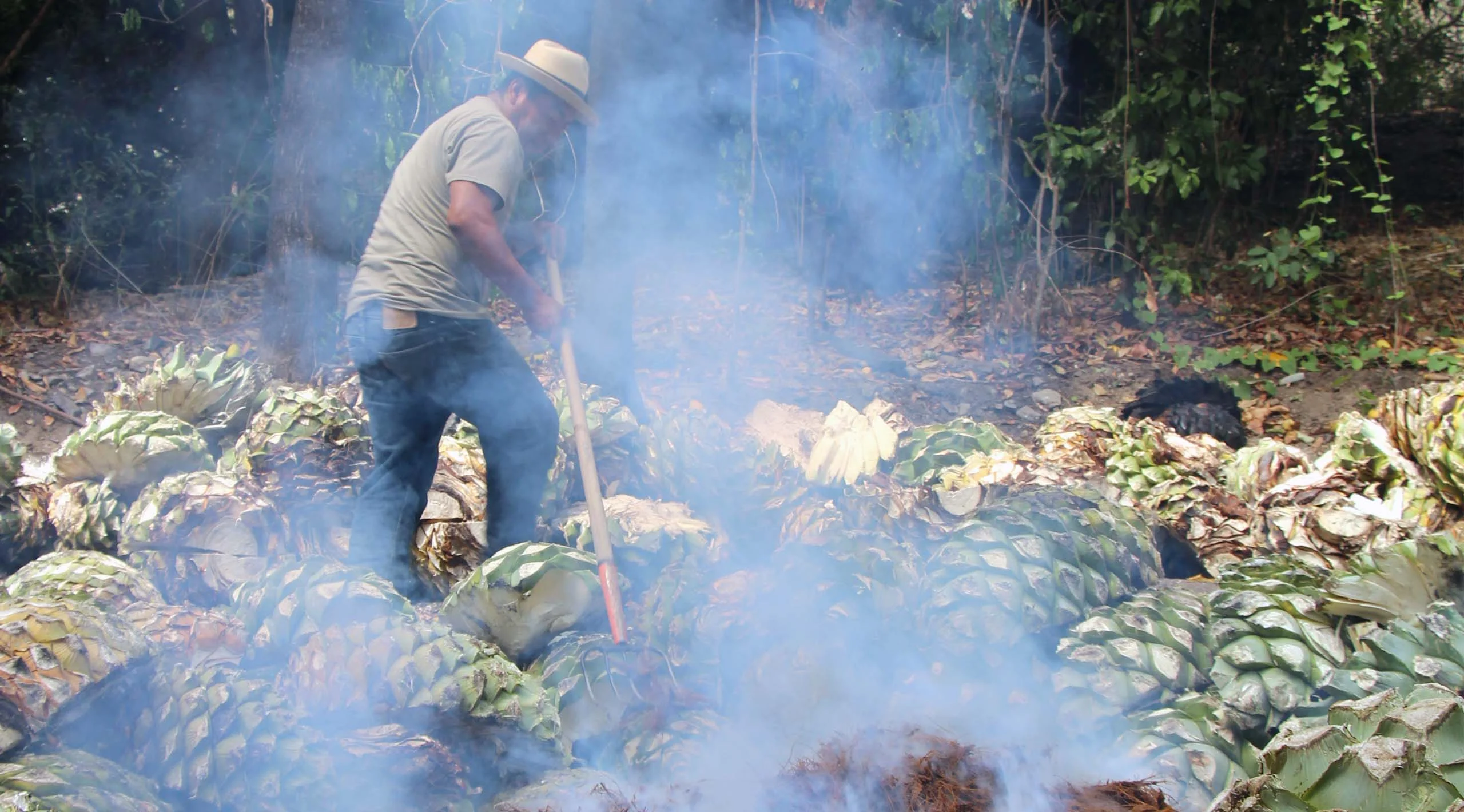 Pierde Almas nos llevó a sembrar agaves a Oaxaca