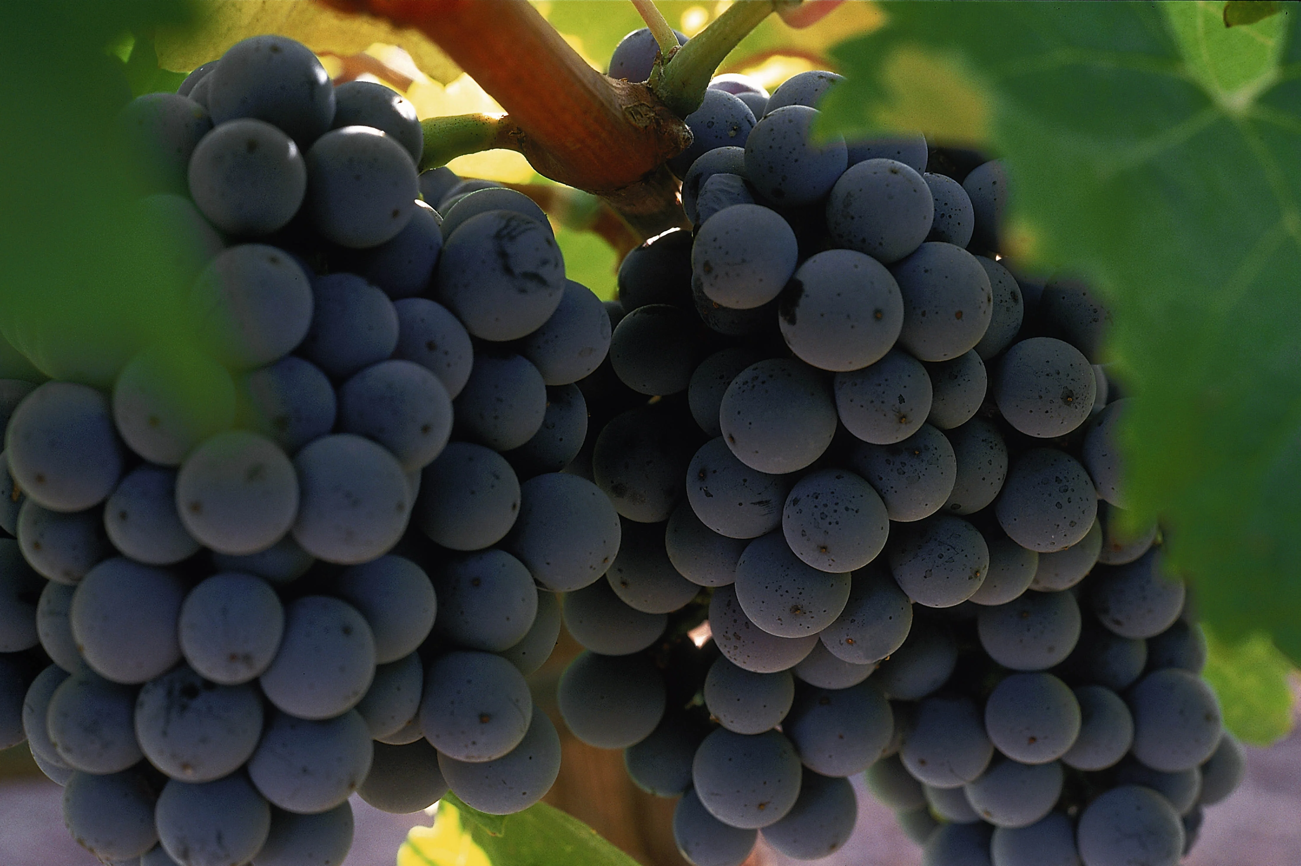 Guía del Vino : Valle de Guadalupe
