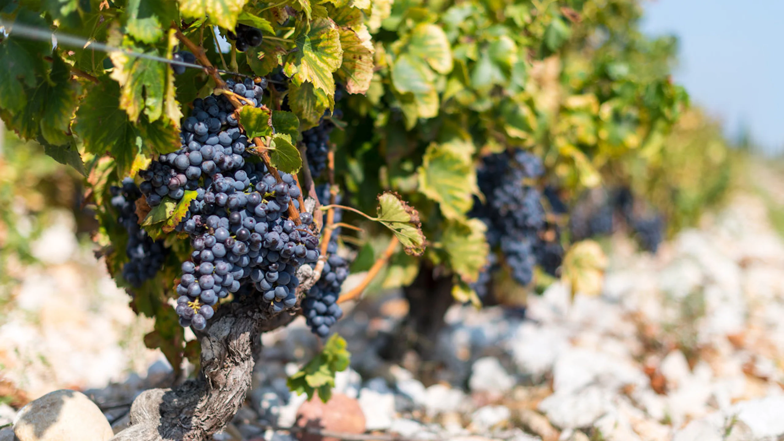 El cambio climático podría afectar la producción de vino en Francia El cambio climático podría afectar la producción de vino en Francia