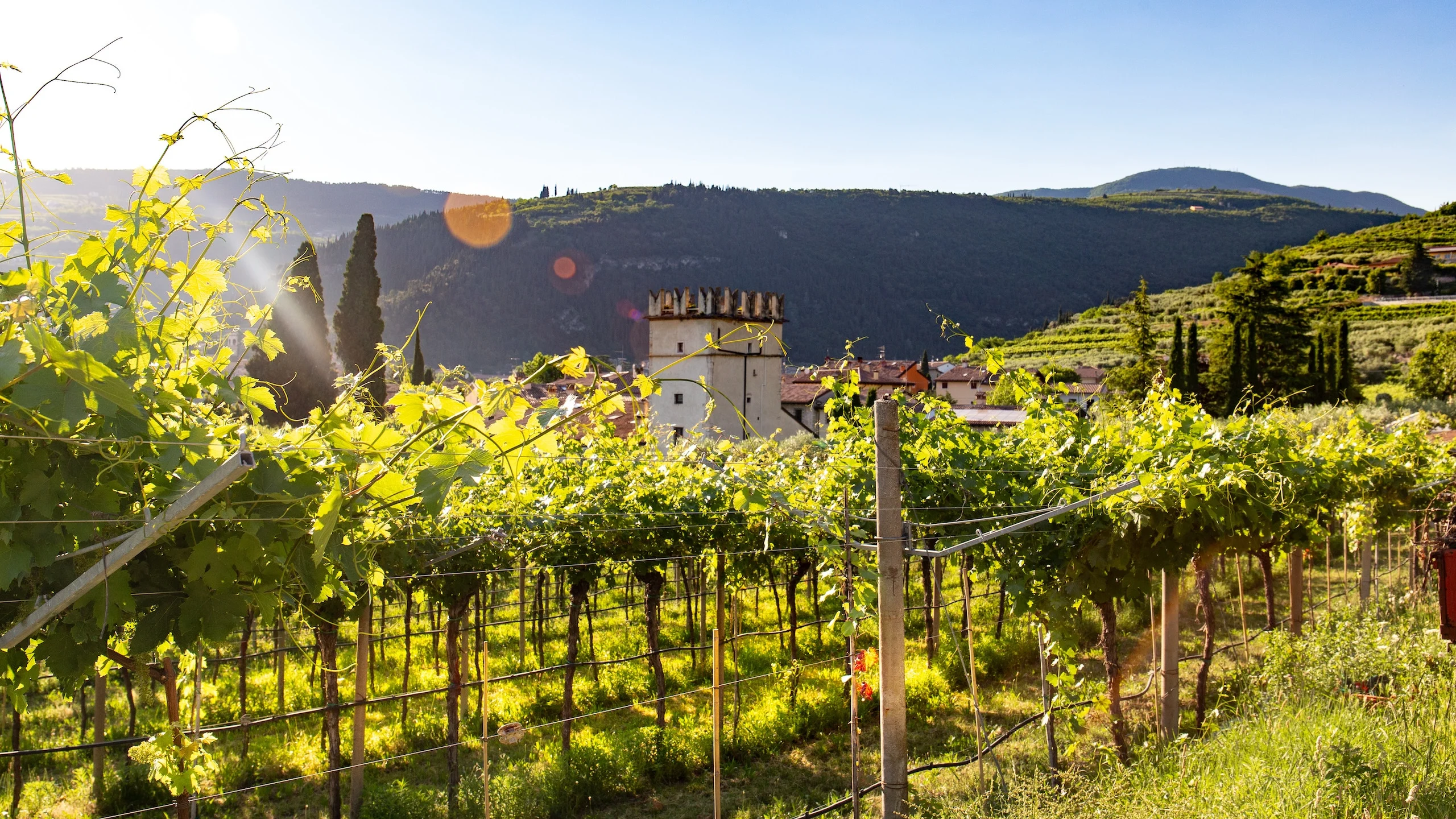 5 vinos hechos por celebridades
