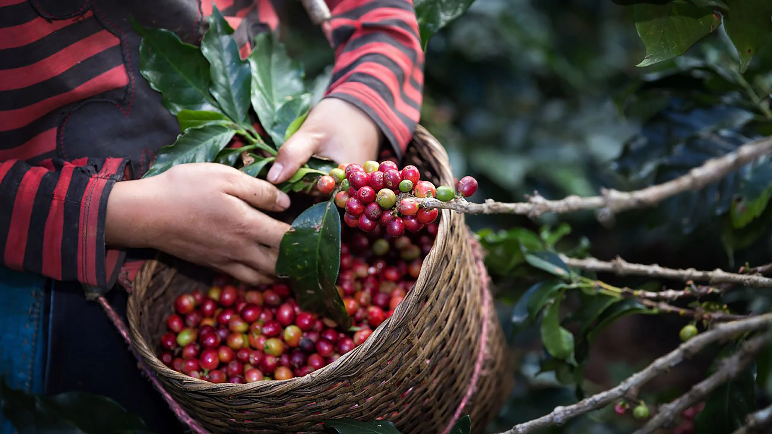 La iniciativa que apoya a la restauración de cafetales en Chiapas y Oaxaca