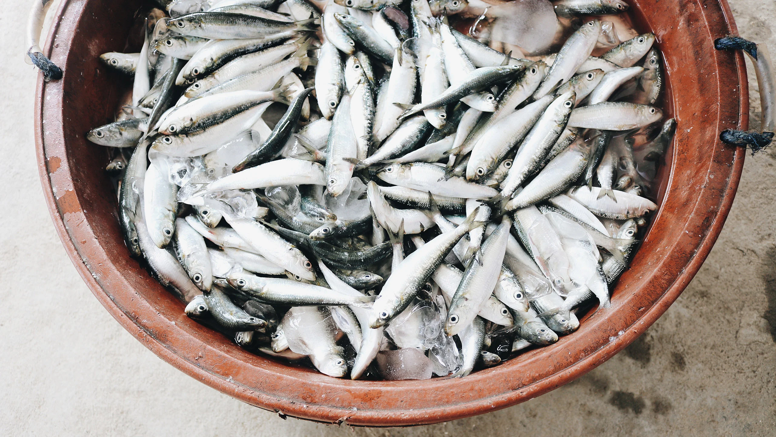 Totoaba: el pez mexicano que se salvó de la extinción
