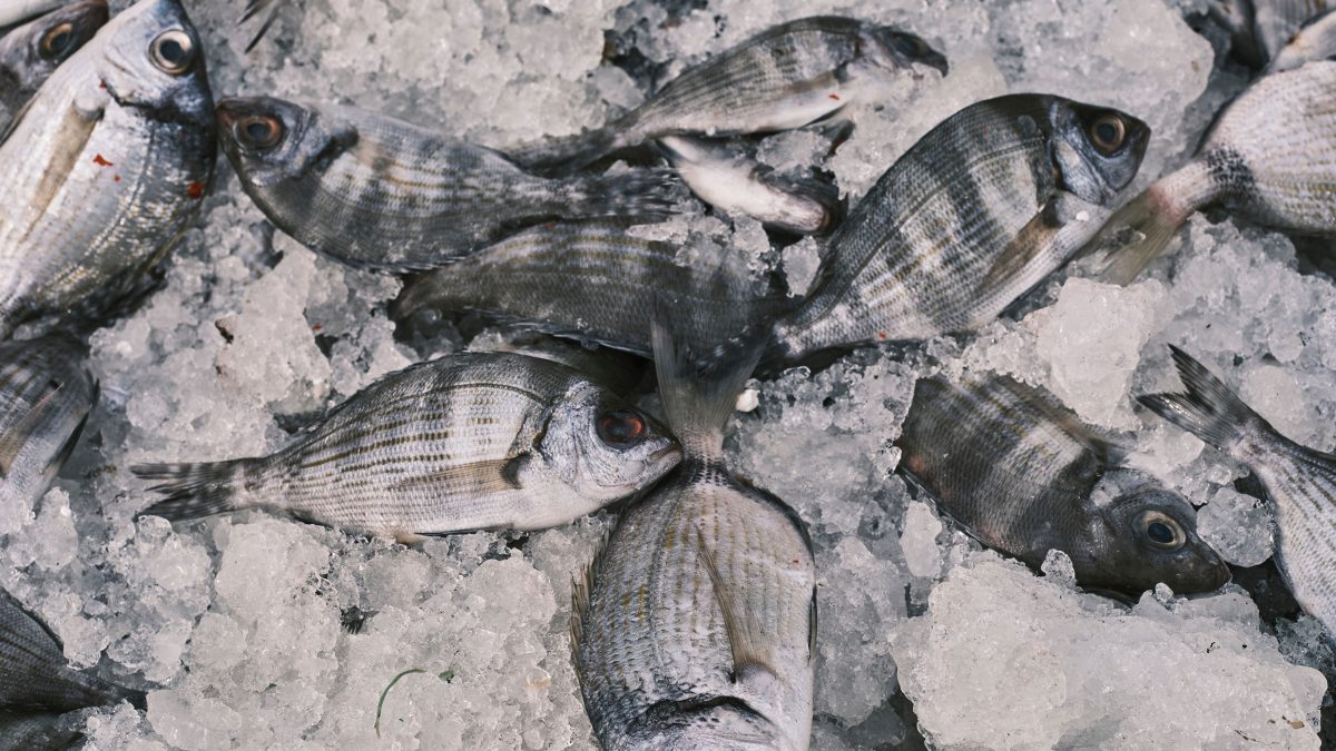 congelar-pescado