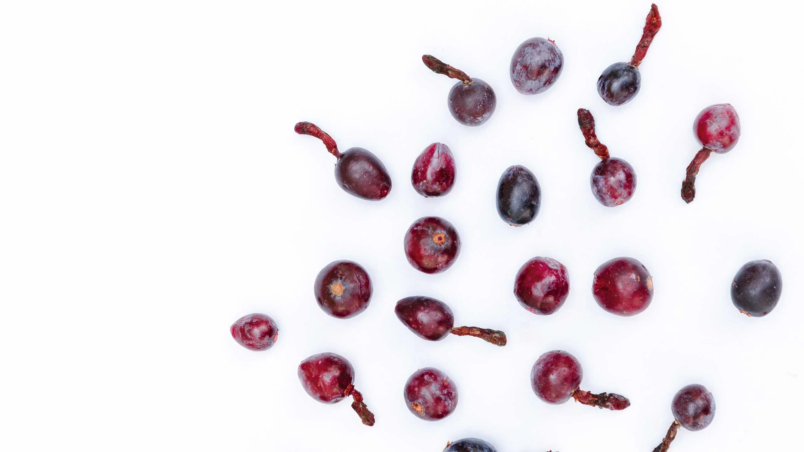 Garambullos, los frutos del cactus que puedes usar en la cocina