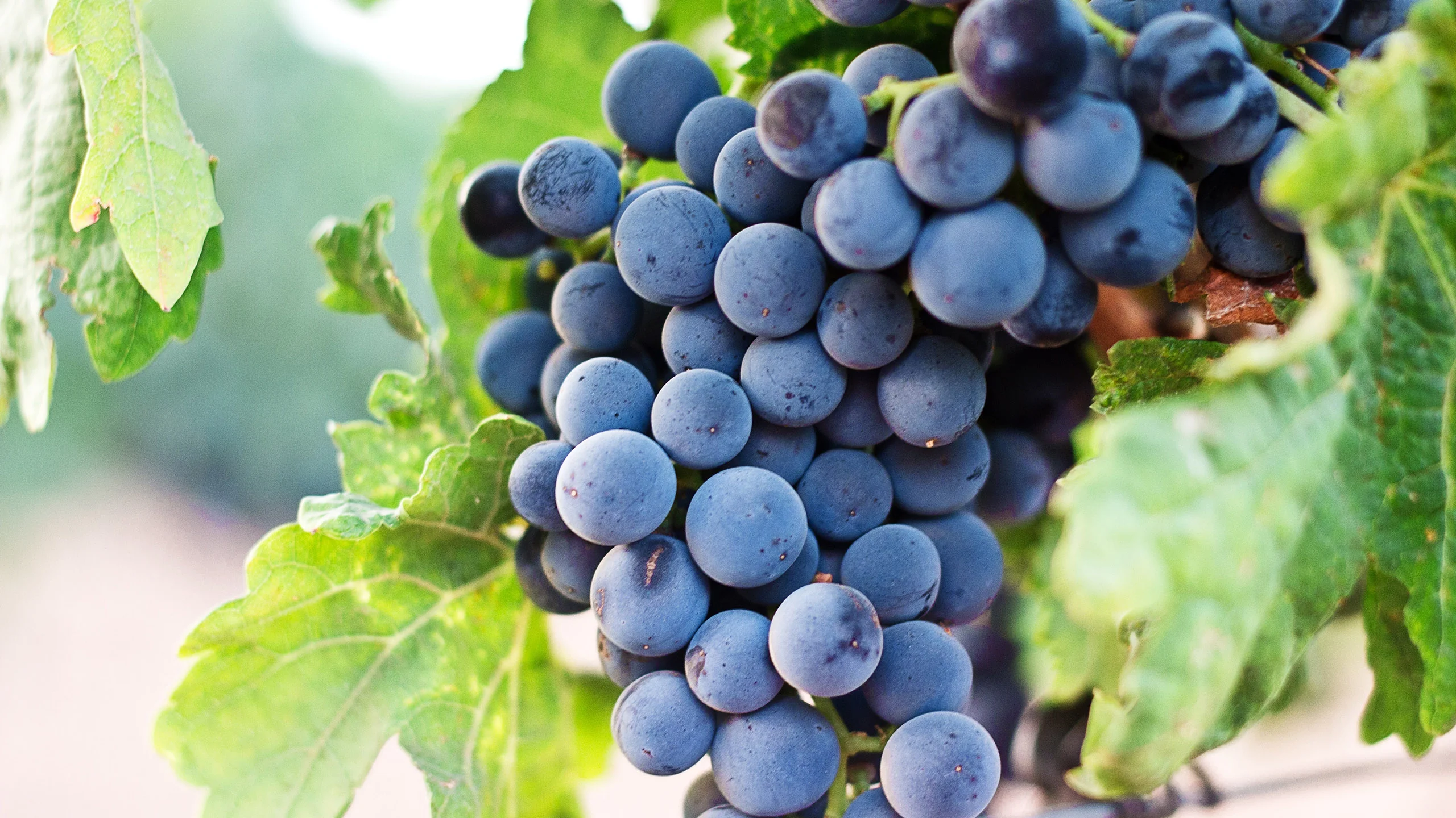 Conoce tu vino: Garnacha