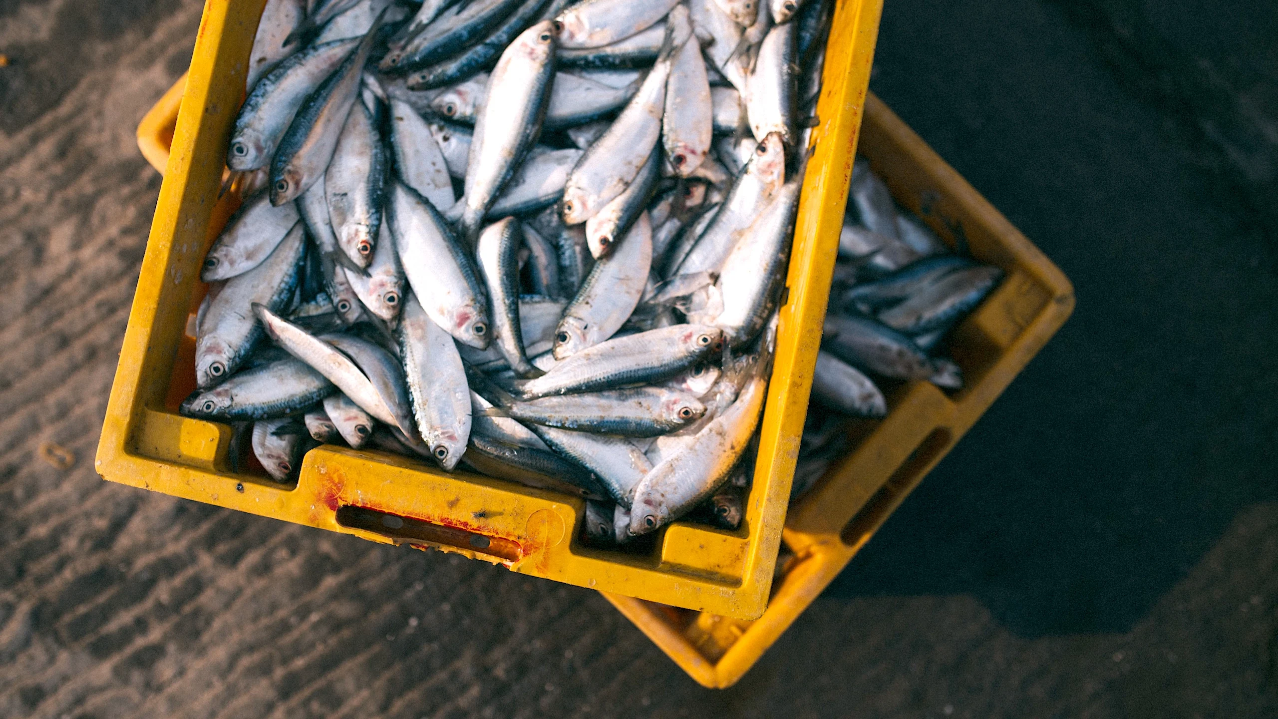 Hay establecimientos que engañan con el tipo de pescado que venden