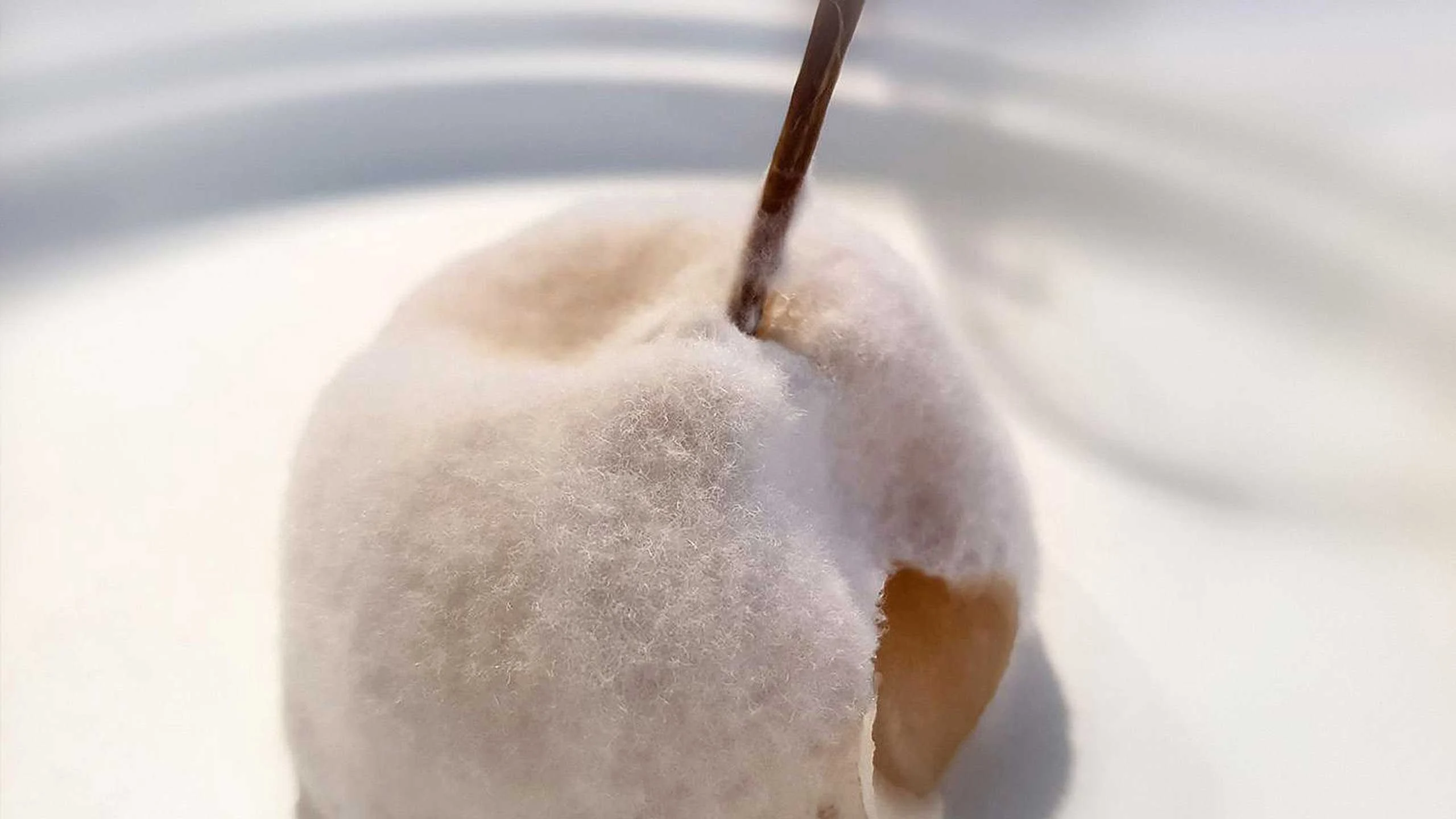 Este chef italiano volvió a hacer postres fermentados y con moho
