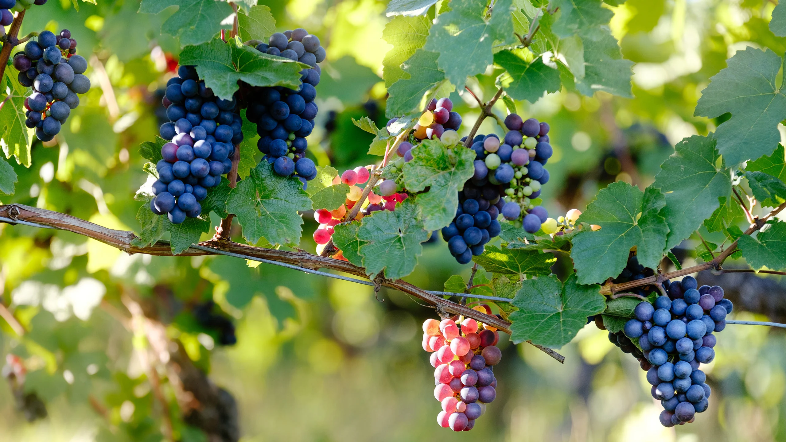 Conoce tu vino: Cabernet Sauvignon