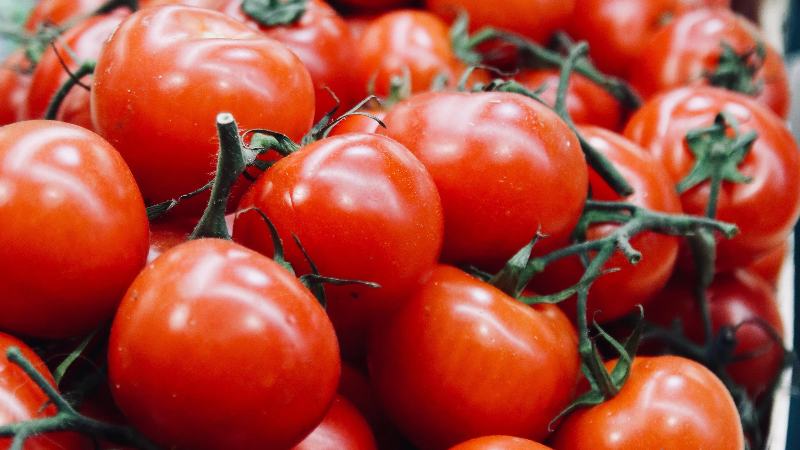 ¿Qué es la fiesta de La Tomatina y cómo se celebra?