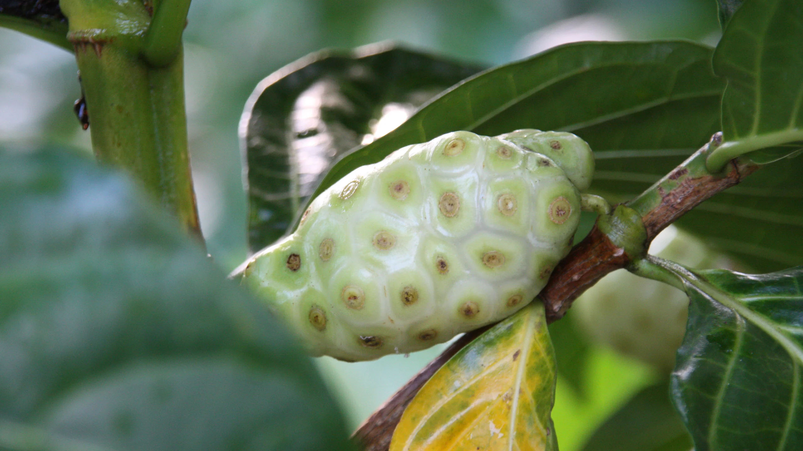 Noni: conoce las propiedades benéficas de este fruto exótico