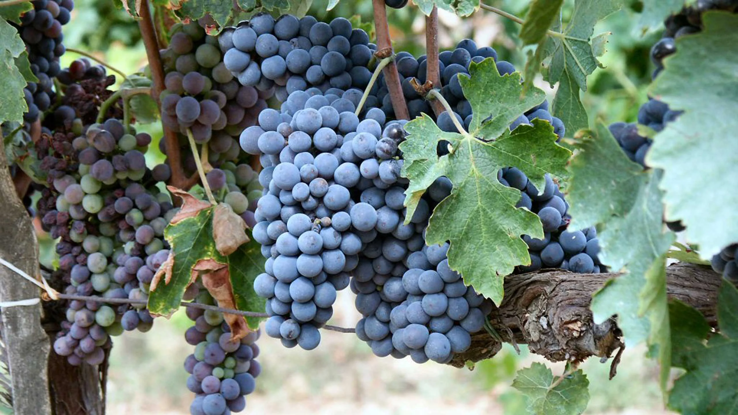 Ficha técnica: Uva Sangiovese