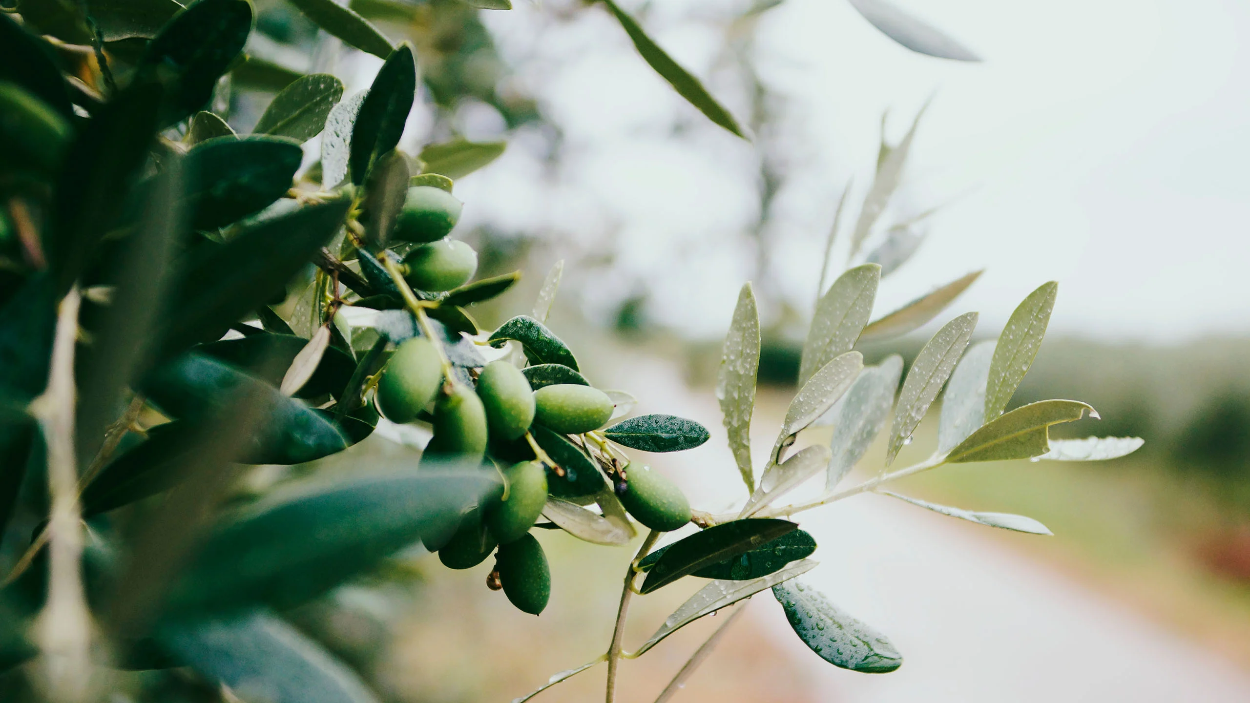 El mejor aceite de oliva del mundo cuesta sólo 213 pesos