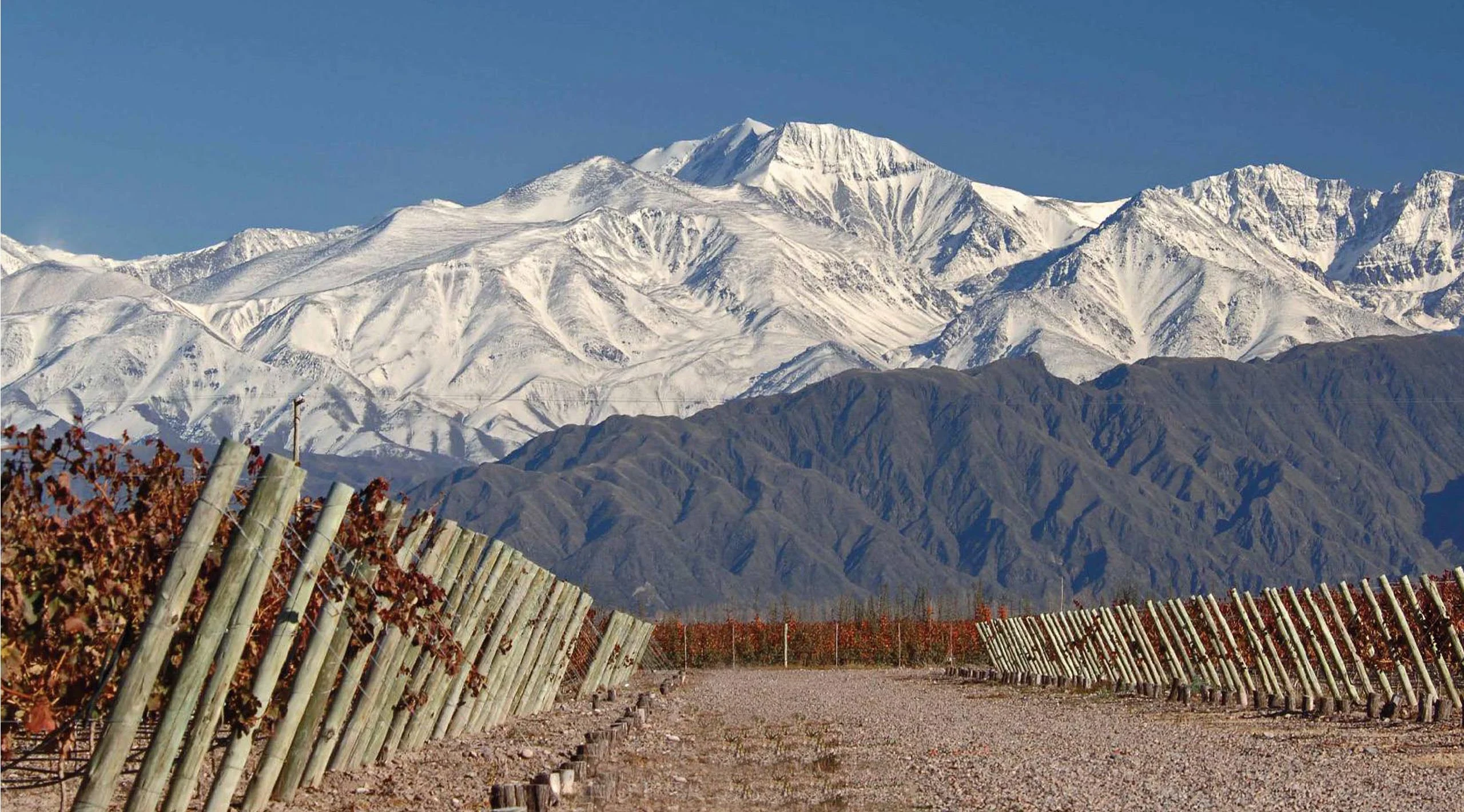 Redescubre los vinos de Argentina y la uva Malbec