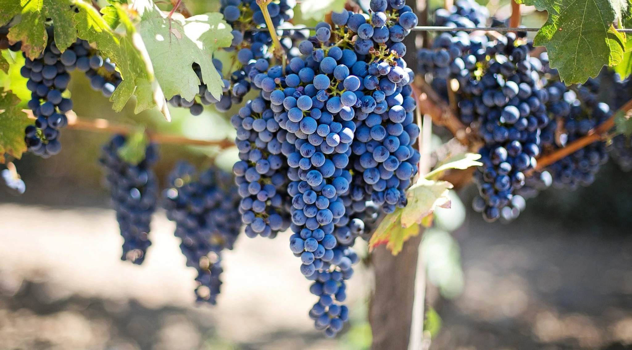 Los vinos de la D.O. Ribera del Duero conquistan la cocina mexicana
