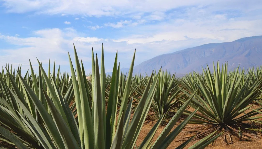 ¿Qué son los agaves silvestres y por qué su mezcal es tan valorado?