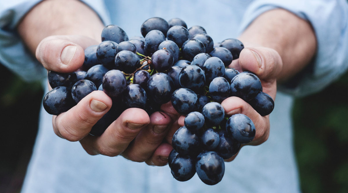 Ribera del Duero