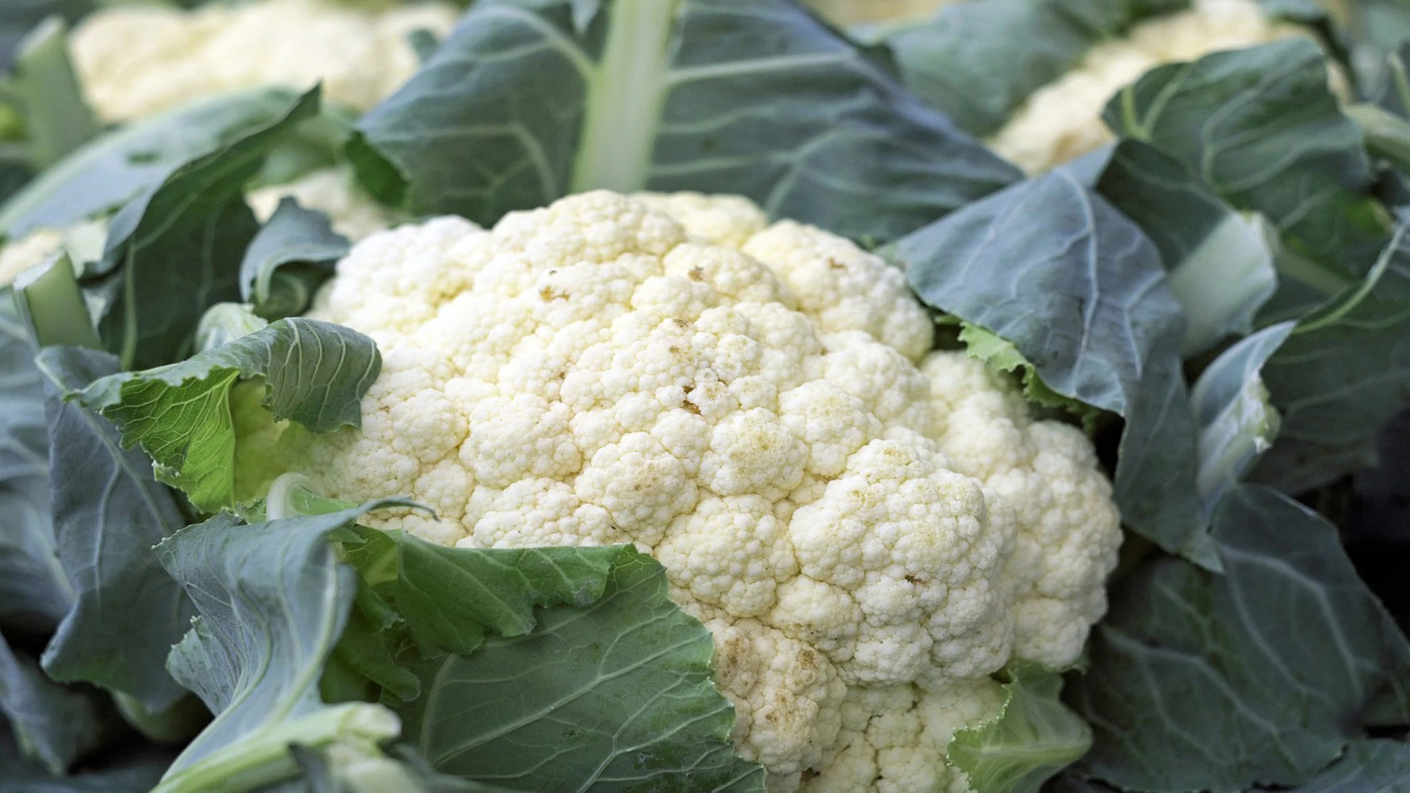 La coliflor como sustituto de otras harinas