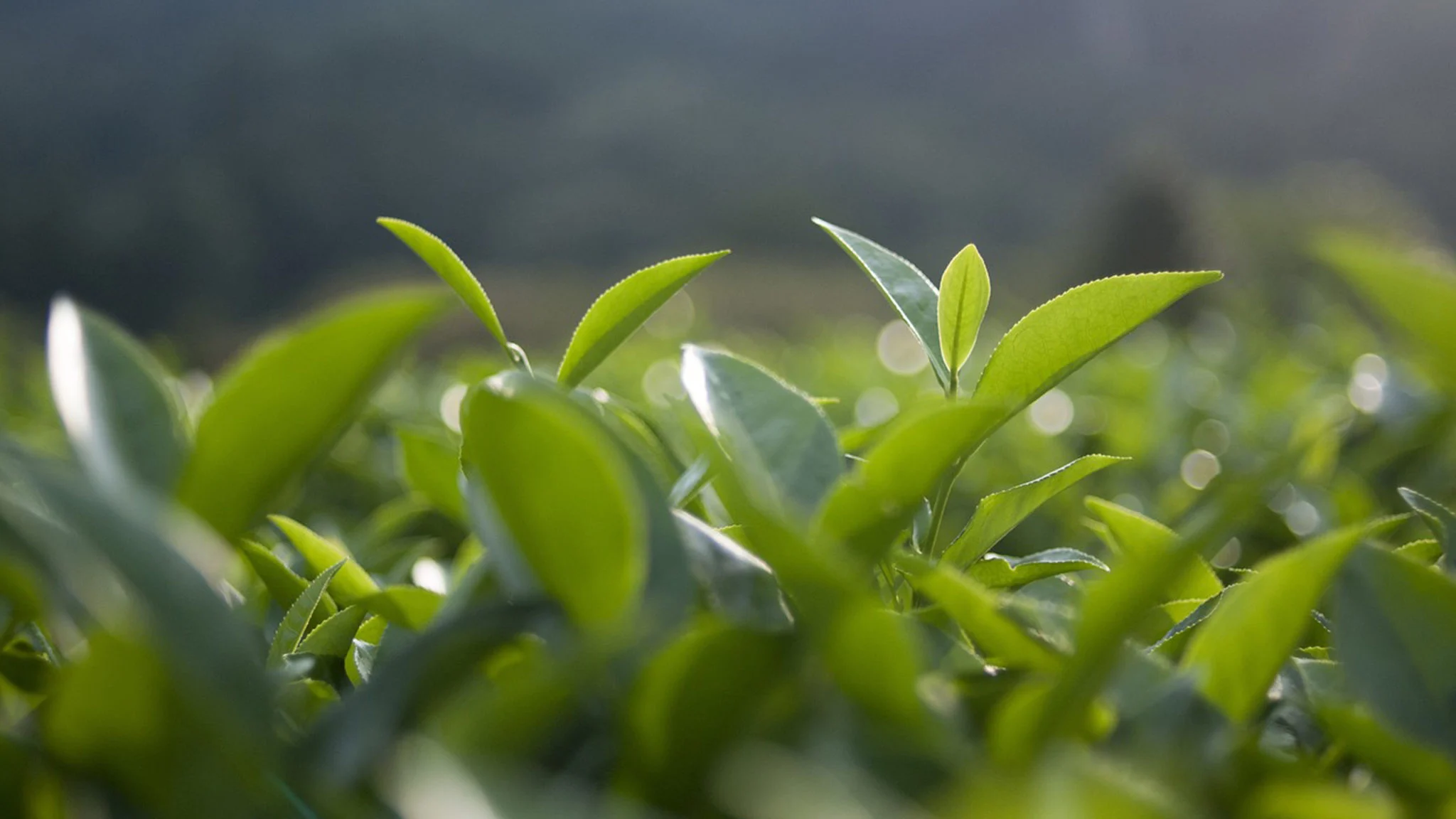 5 plantas comestibles que debes tener en tu jardín