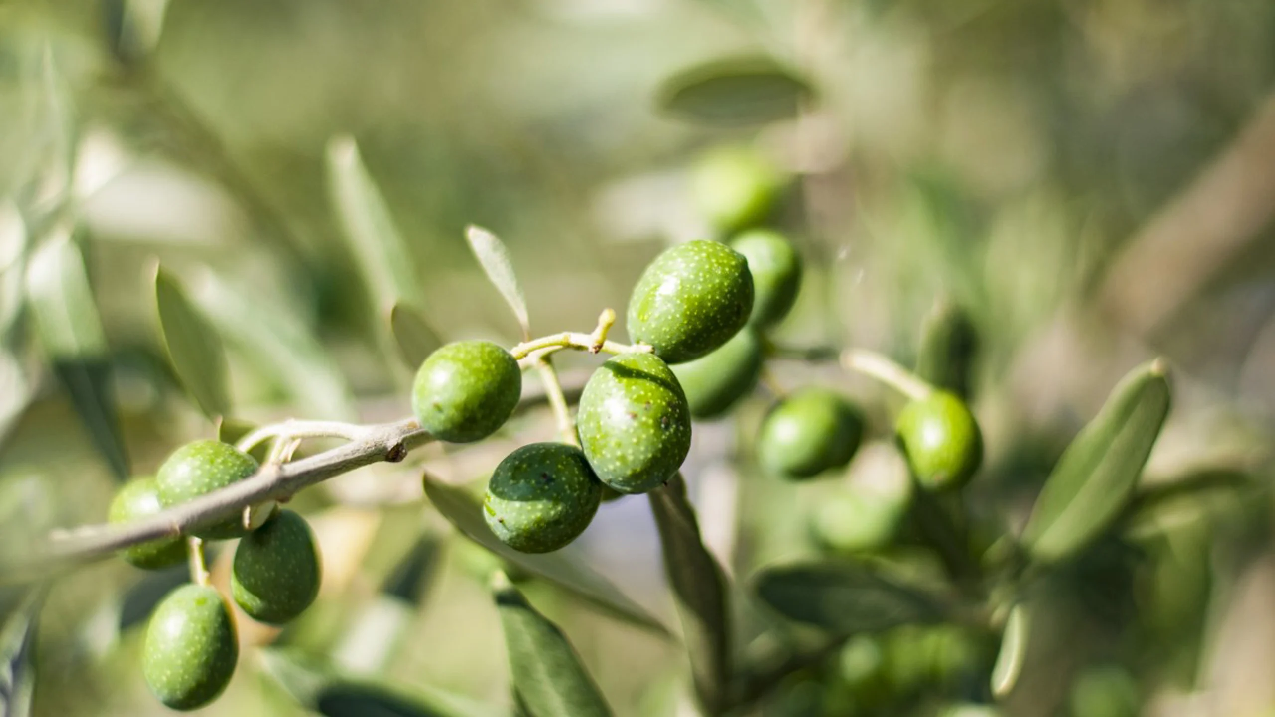Los pequeños productores de olivo español podrían estar en riesgo Los pequeños productores de olivo español podrían estar en riesgo