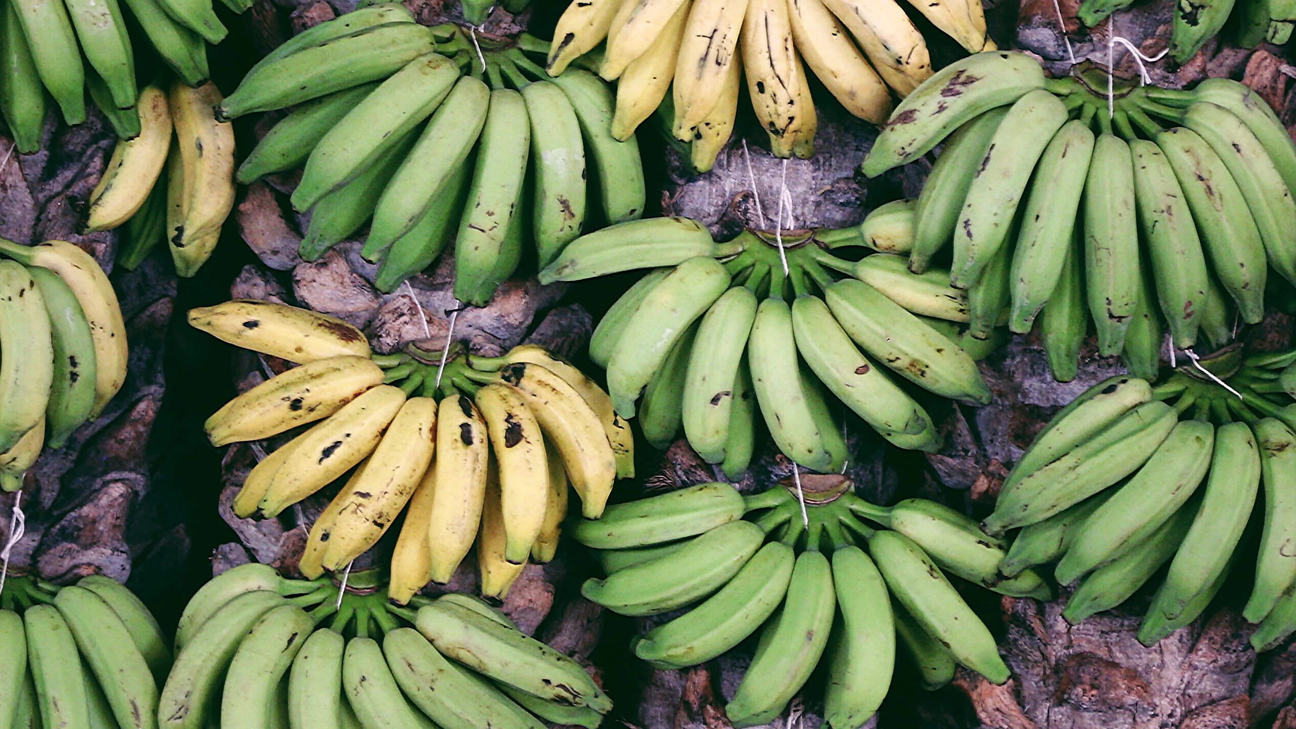 3 platillos salados que puedes hacer con plátano