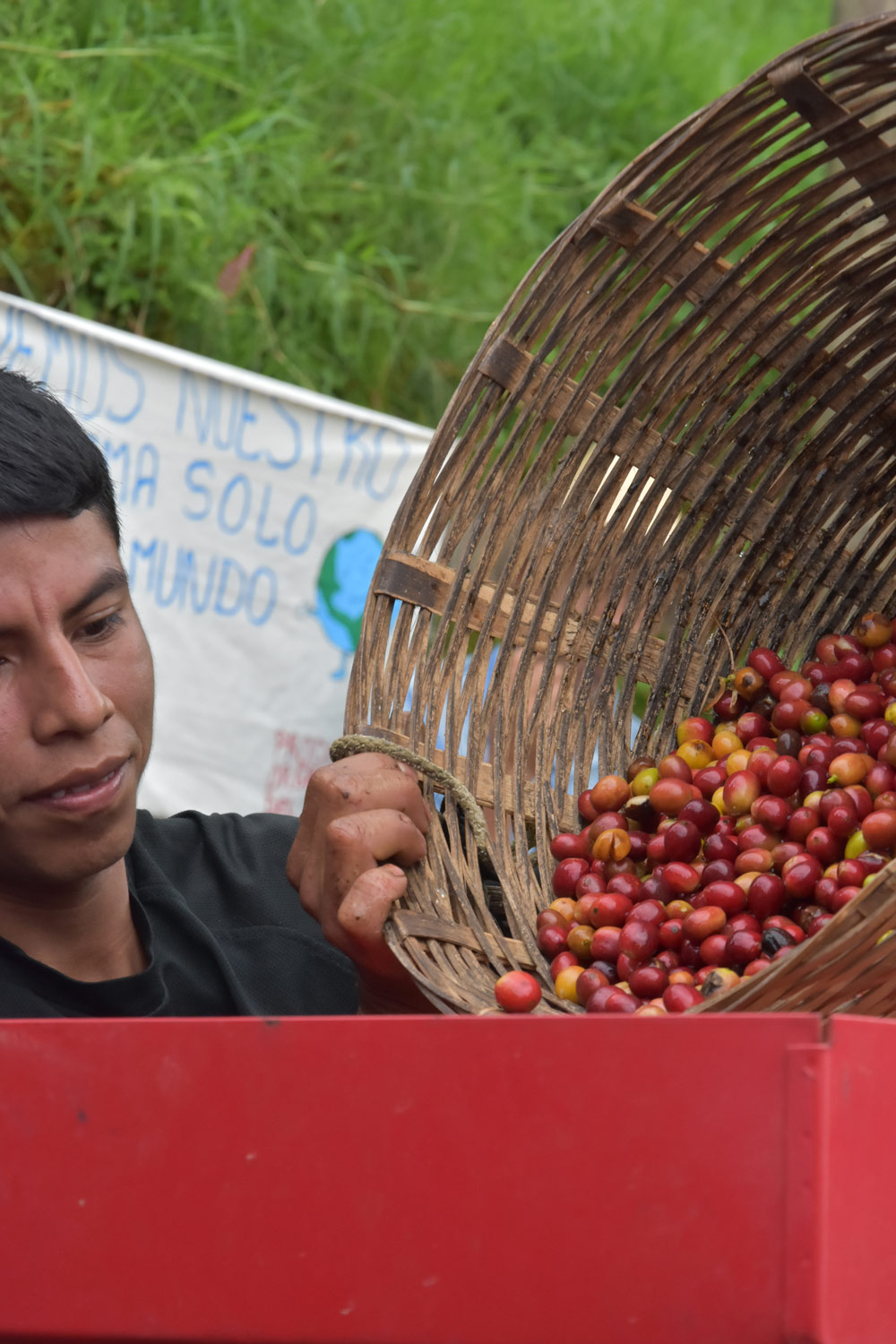 cerezas de cafe