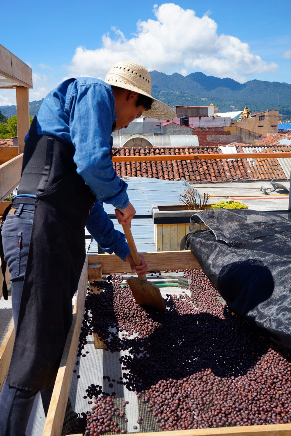 café en chiapas