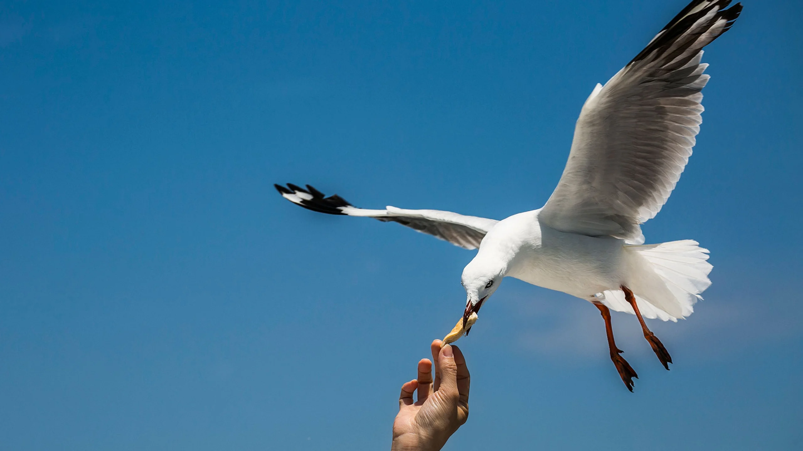 Las gaviotas prefieren la comida que tocaron los humanos Las gaviotas prefieren la comida que tocaron los humanos