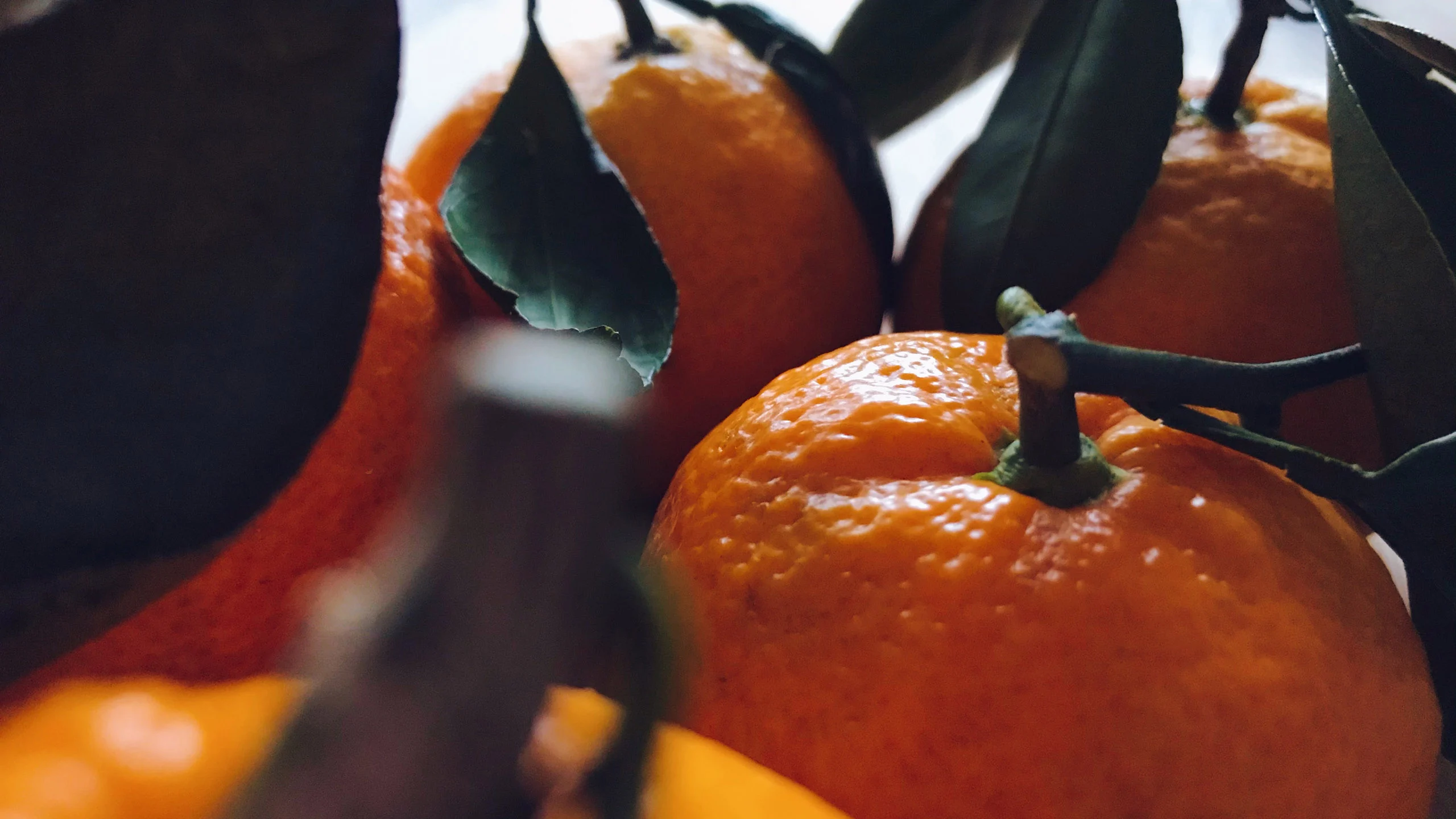 Estos alimentos te ayudarán a fortalecer el sistema inmunológico