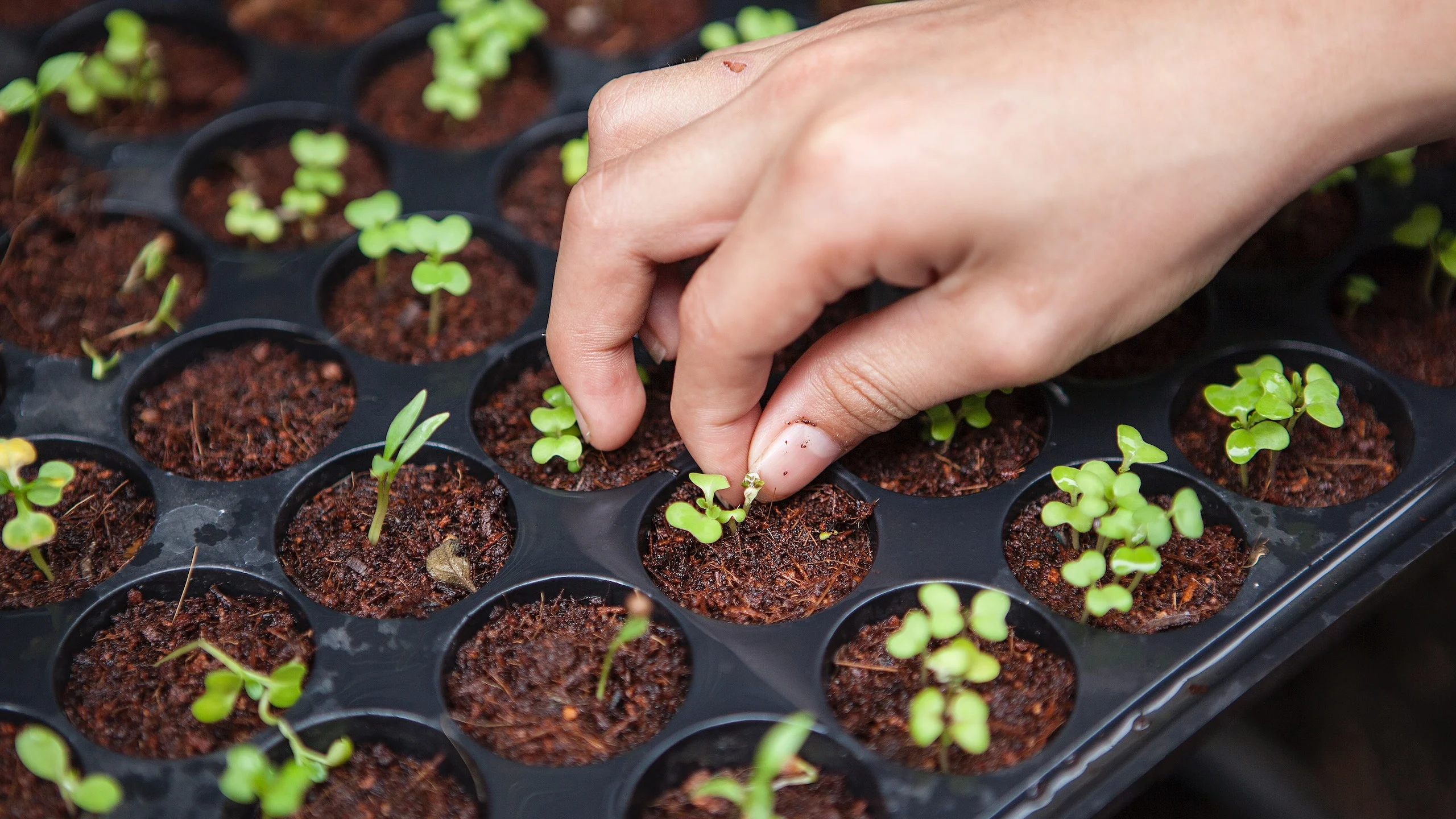 Vía Orgánica: un proyecto en pro de la agricultura mexicana