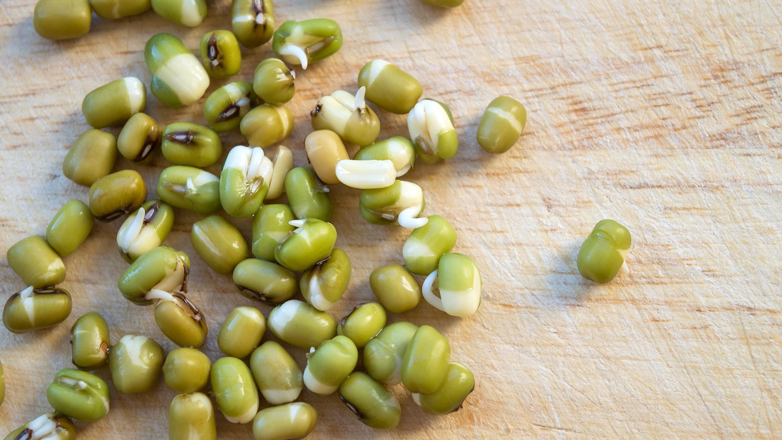 Haz germinado de lentejas, frijoles, trigo y otros granos en casa