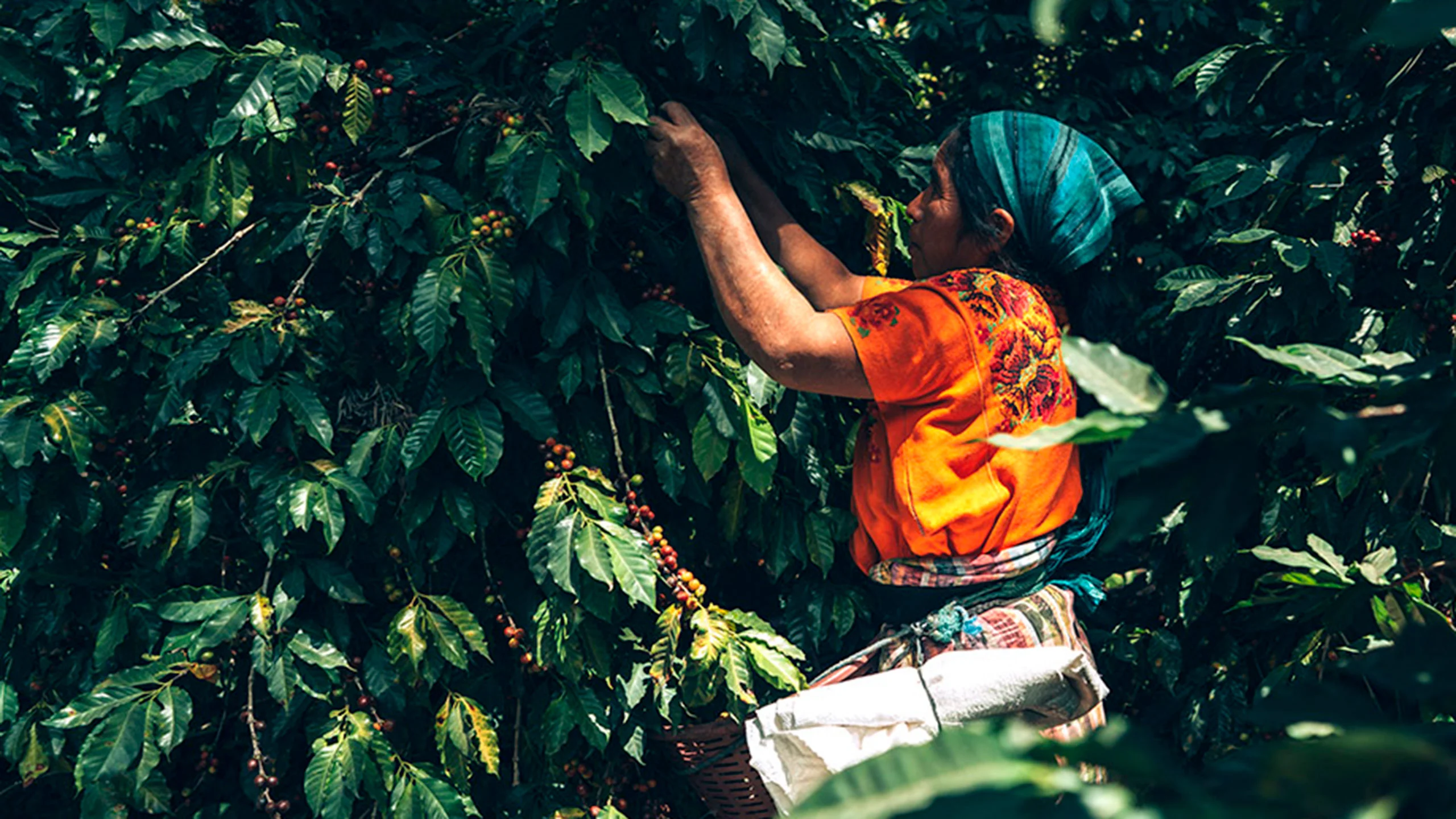 Así se hace el café en Guatemala, uno de los mejores del mundo