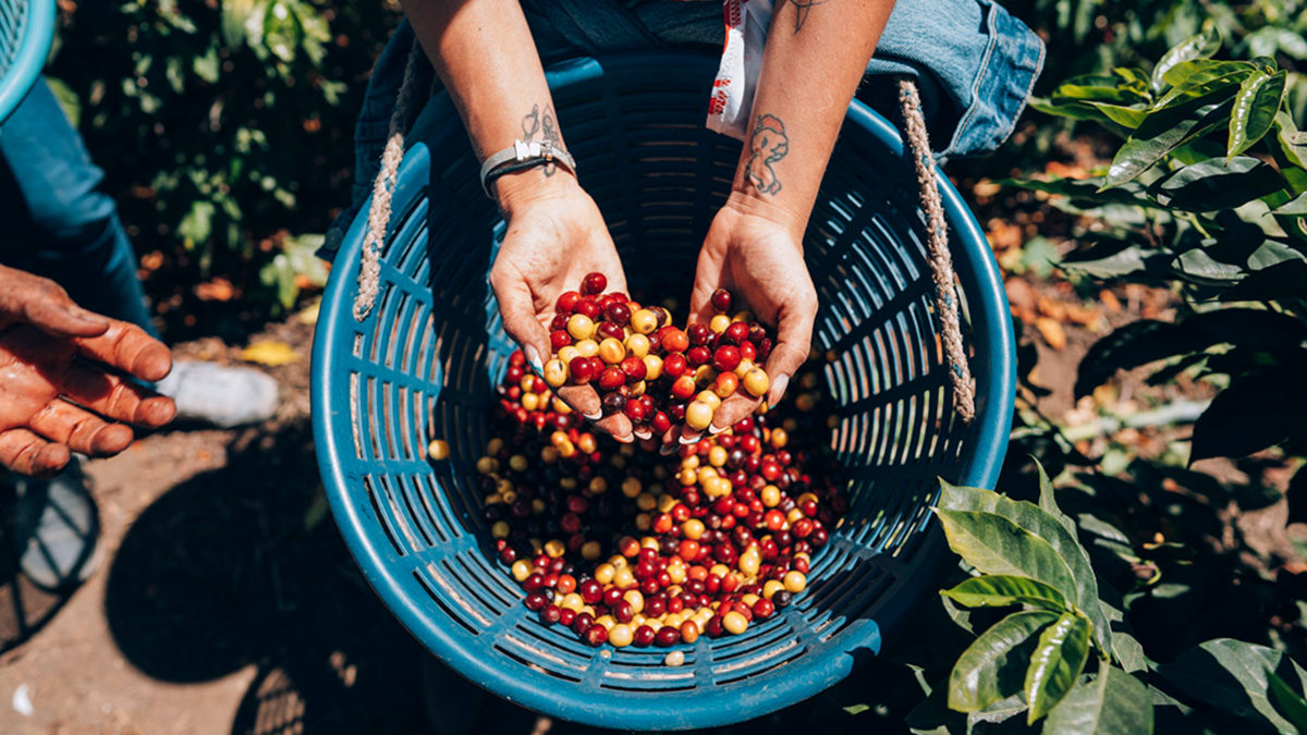 café en guatemala
