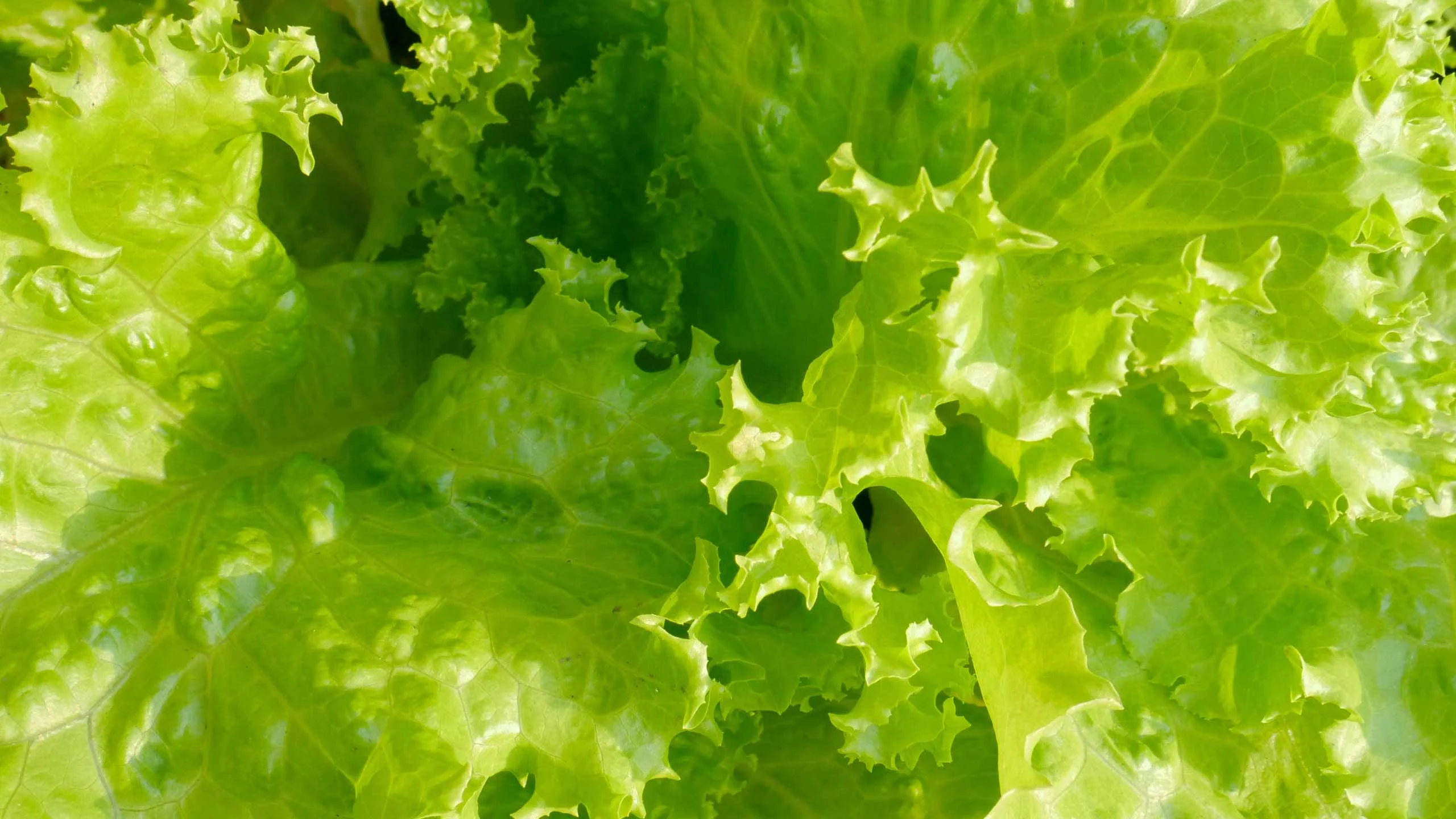 Té de lechuga: el mejor aliado para conciliar el sueño
