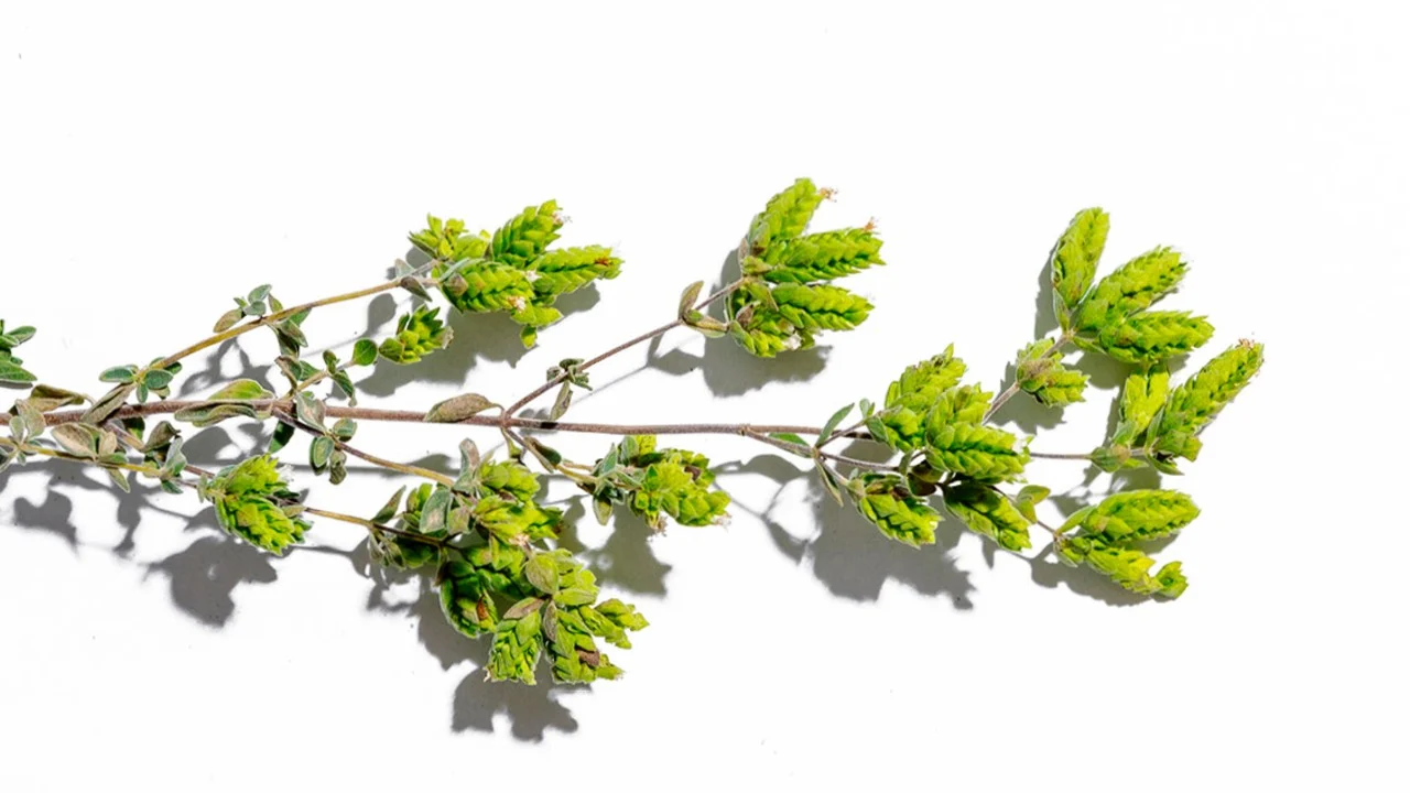 Tomillo, orégano y cilantro: las hierbas que necesitas en tu alacena