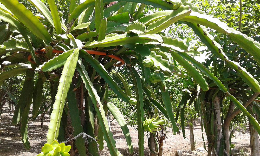 rancho pitahaya