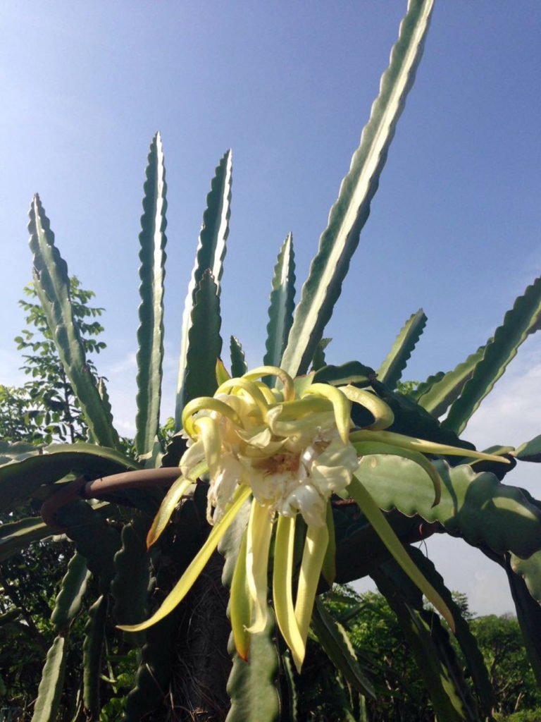 pitahaya, fruta, fruta exótica