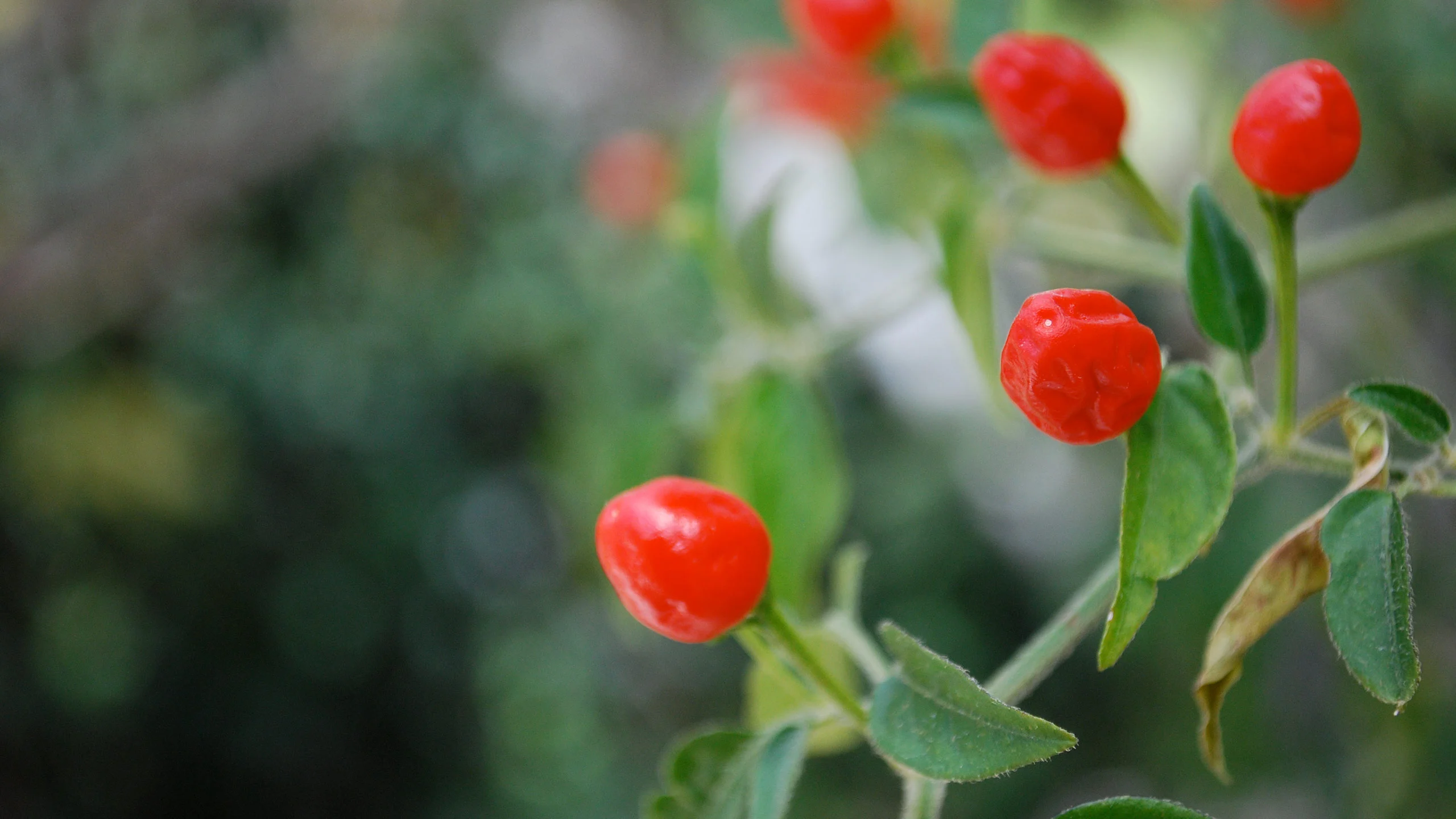 Conoce el origen del chiltepín, el chile más preciado de Sonora
