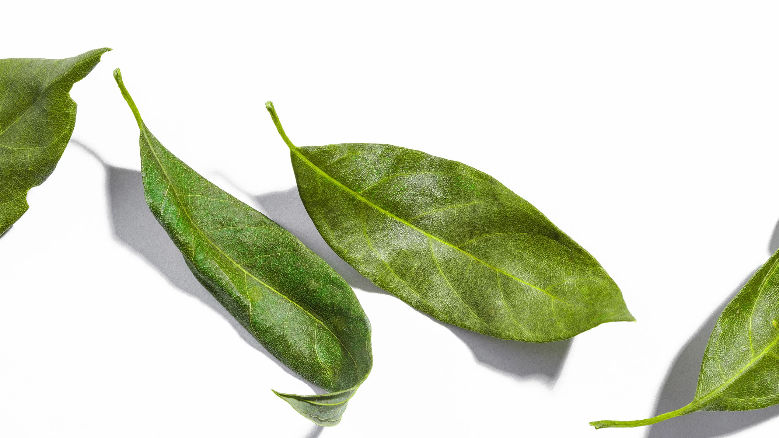 Hoja de aguacate: la responsable de la sazón mexicana