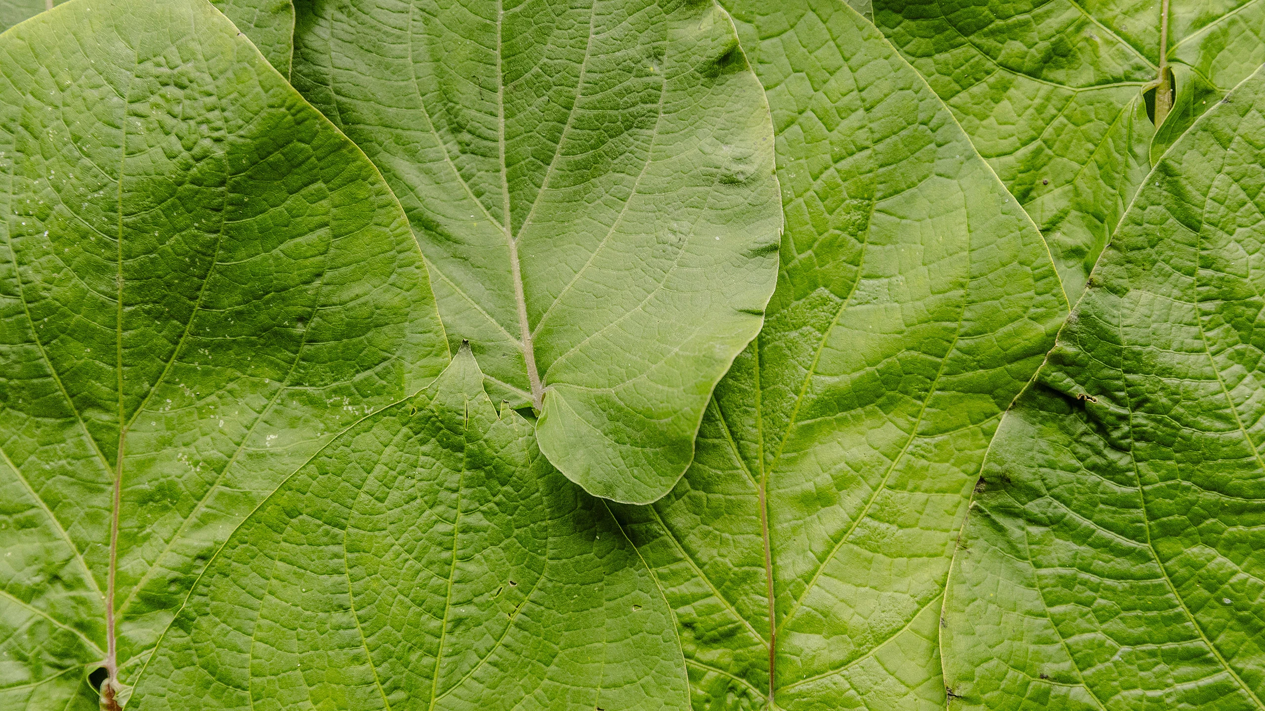 La guía más completa para cocinar con hoja santa