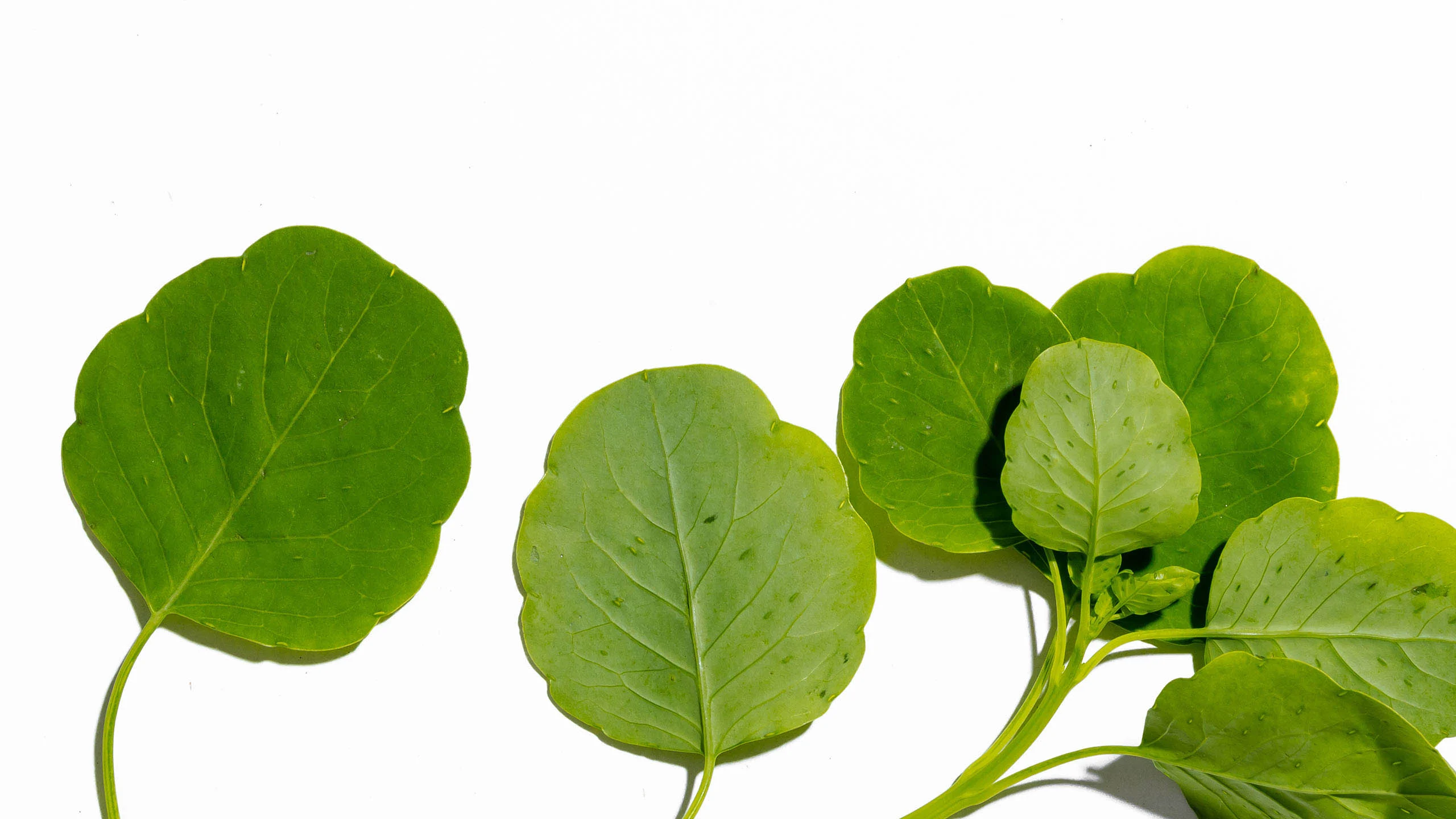 Pápalo: la hierba conocida como mariposa comestible