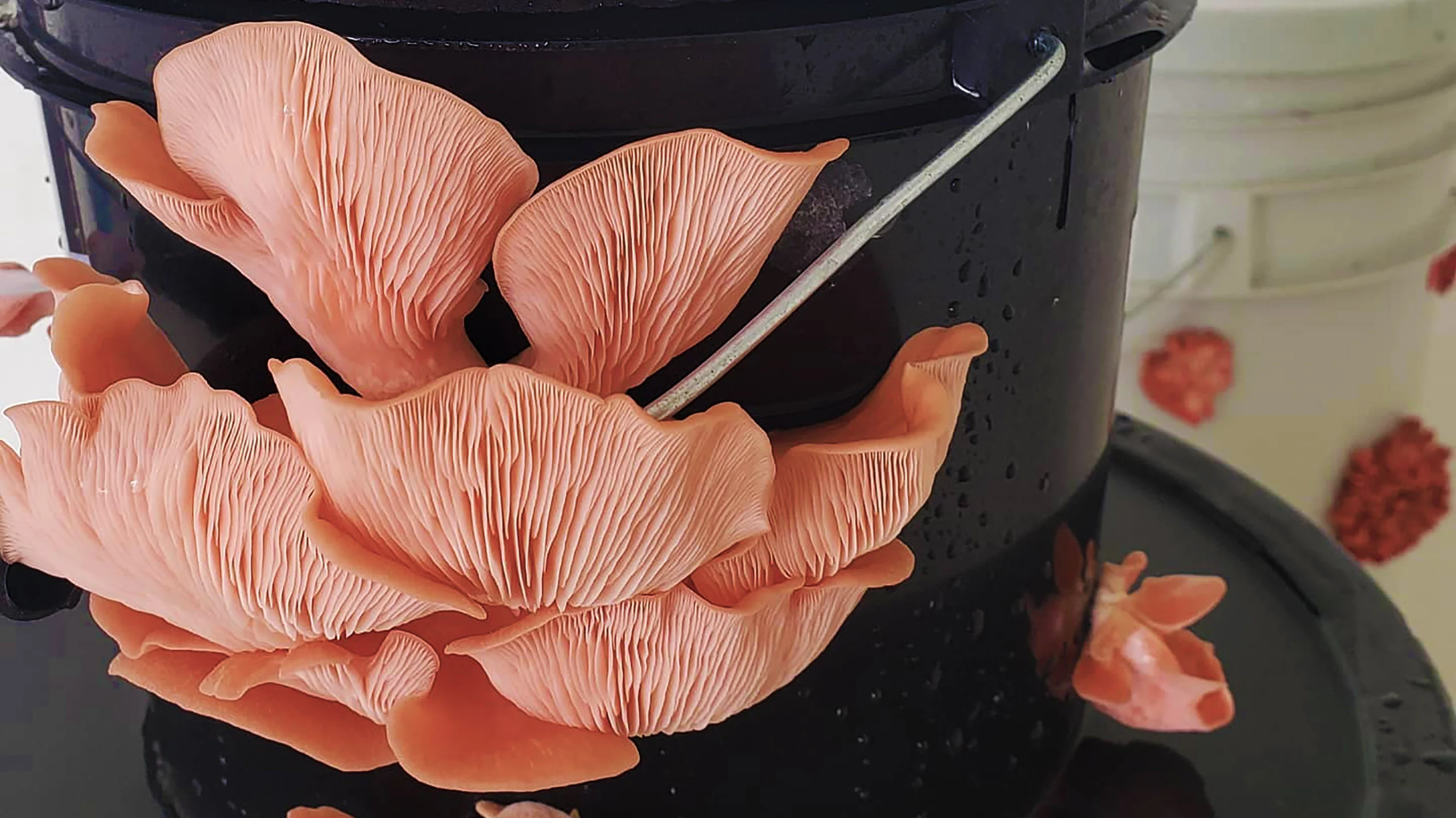 ¿Tienes espacio para una cubeta? Cultiva setas y únete al movimiento zero-waste